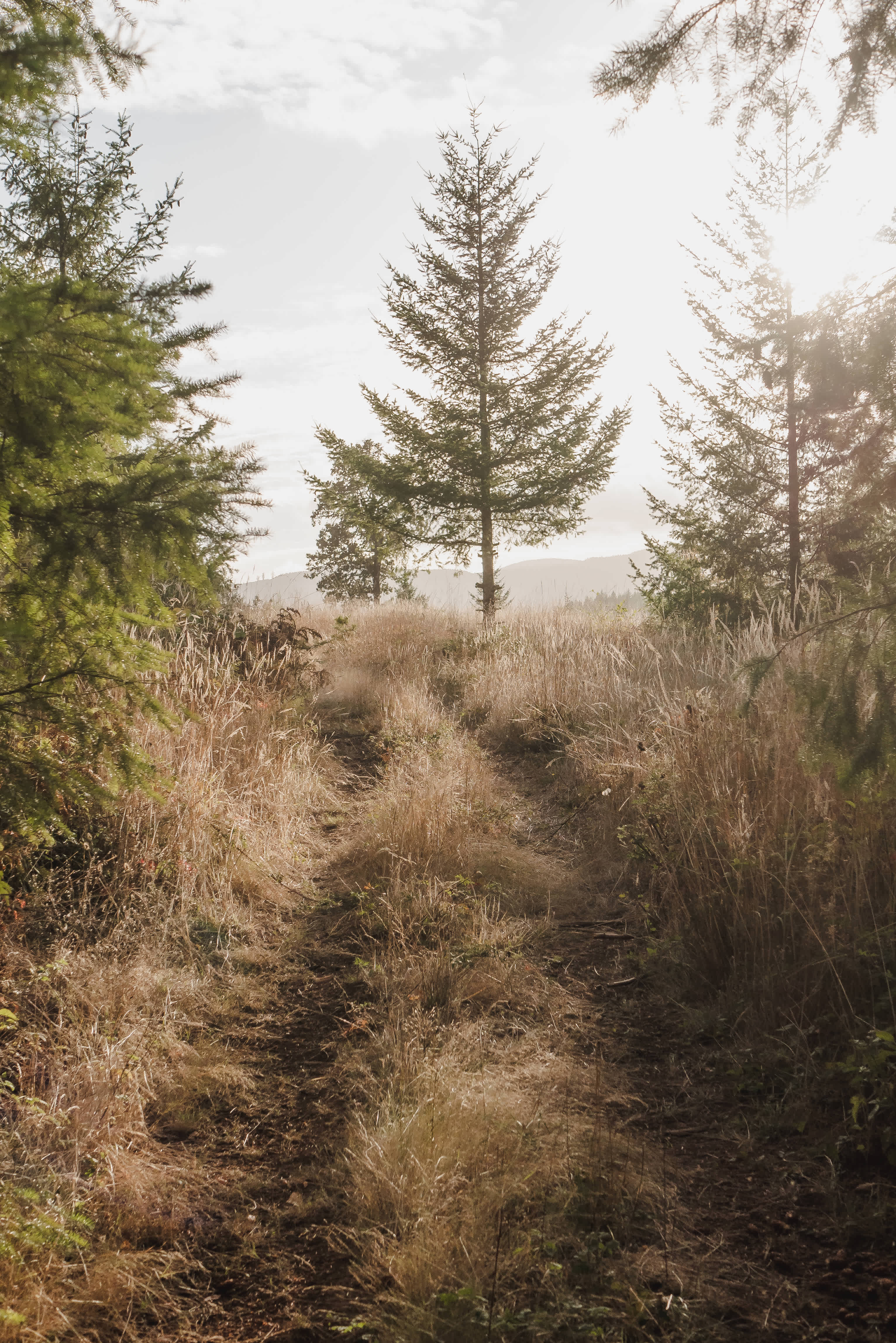 Looking out toward the campsite from a trail on the property