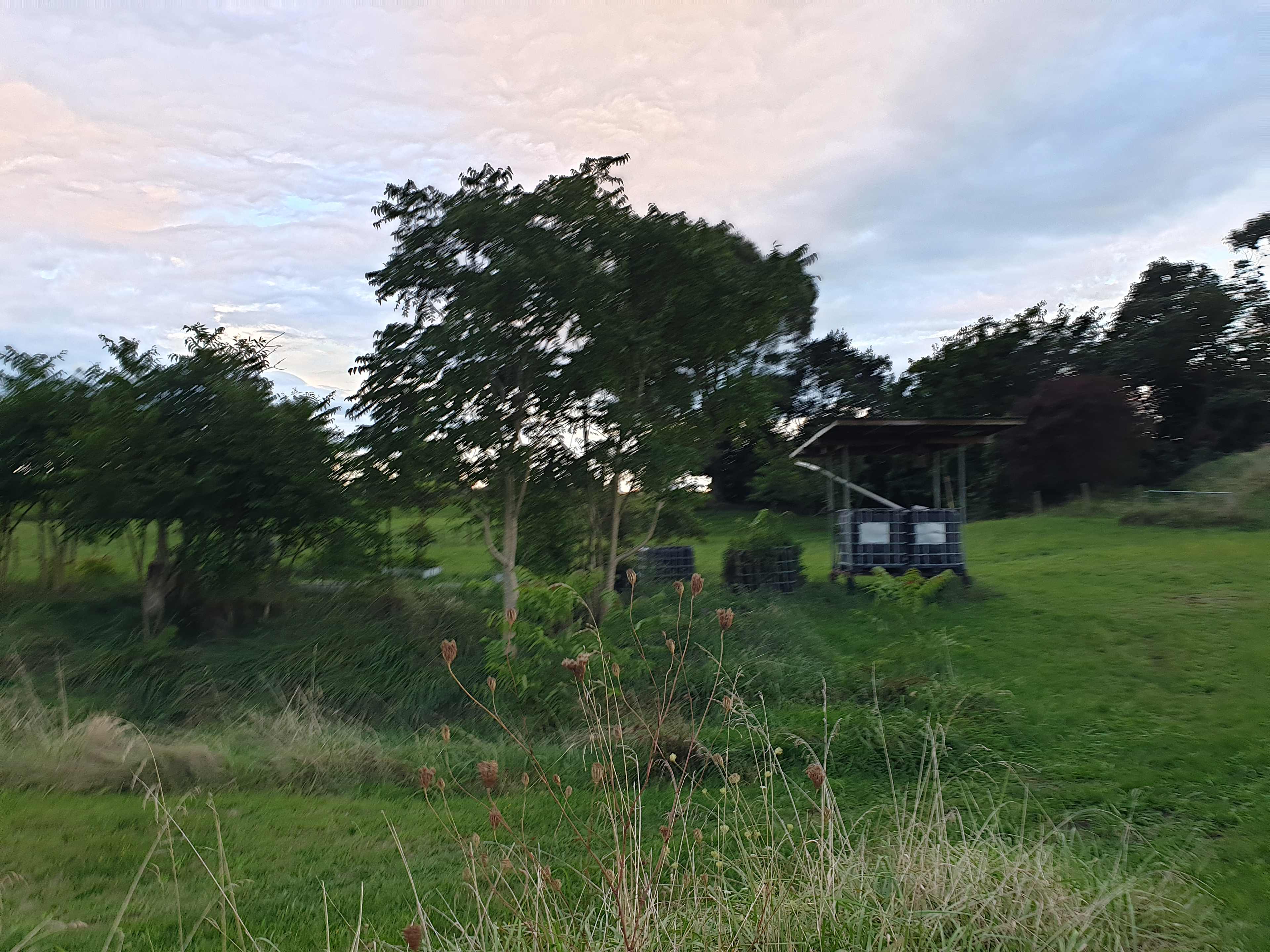 Whitikahu Glade