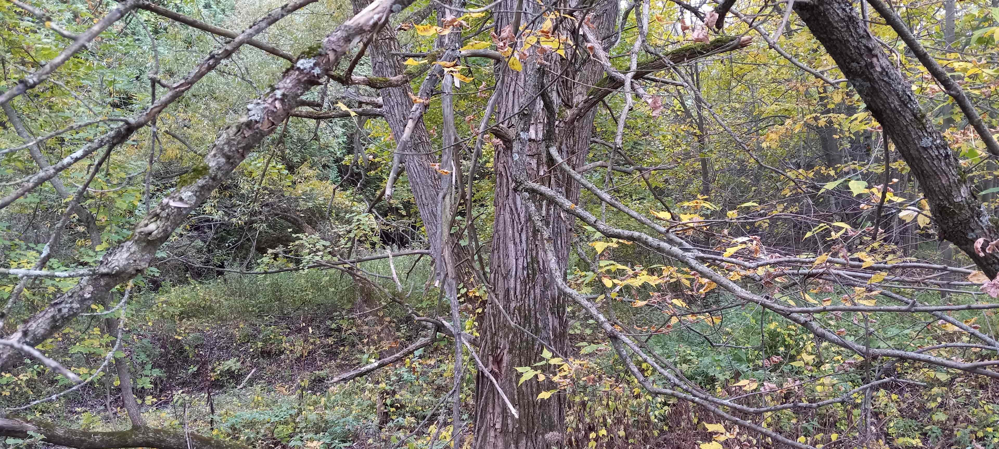 Rowley's Saugeen River Adv. Acres