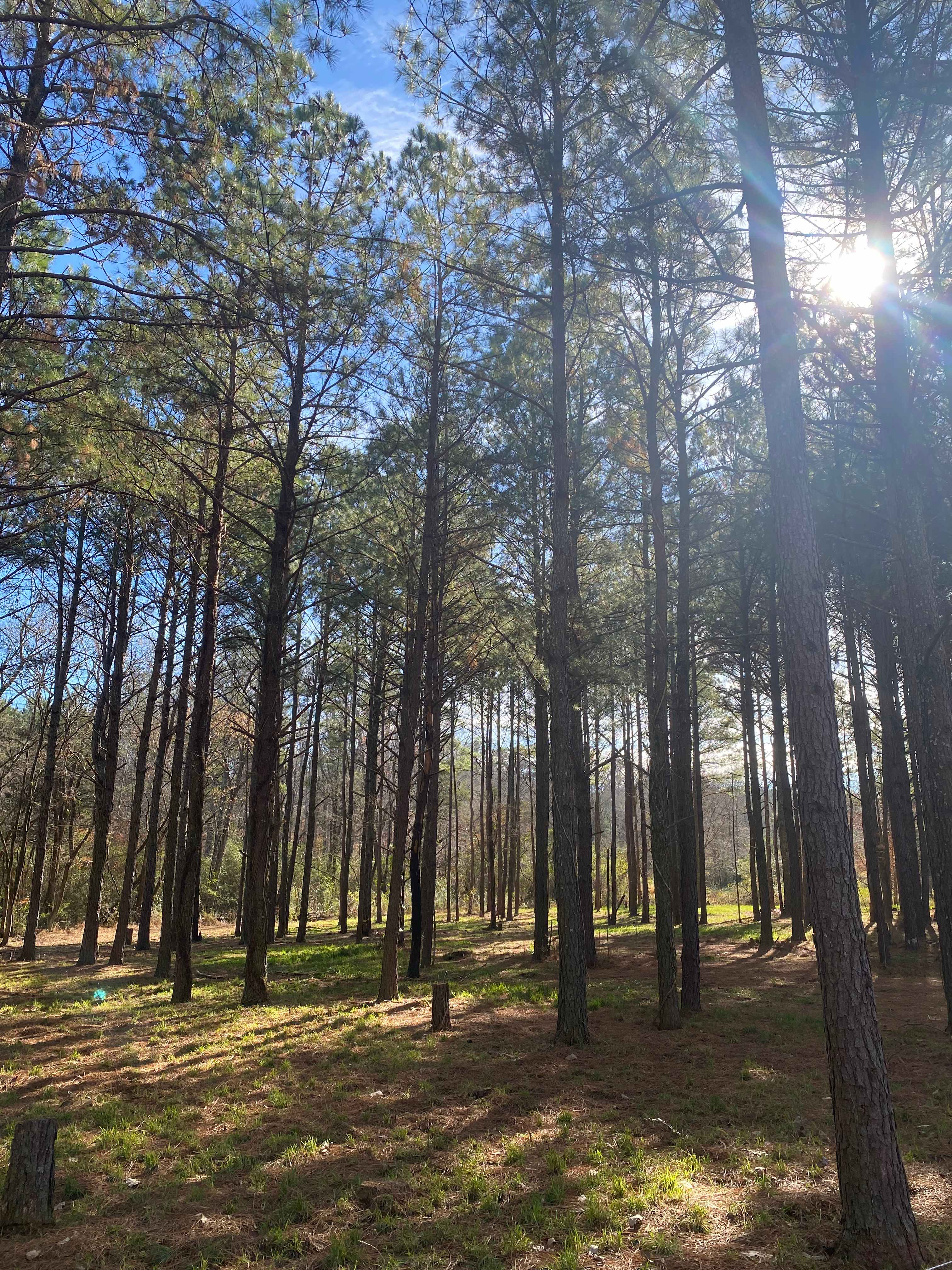 Our beautiful forest!