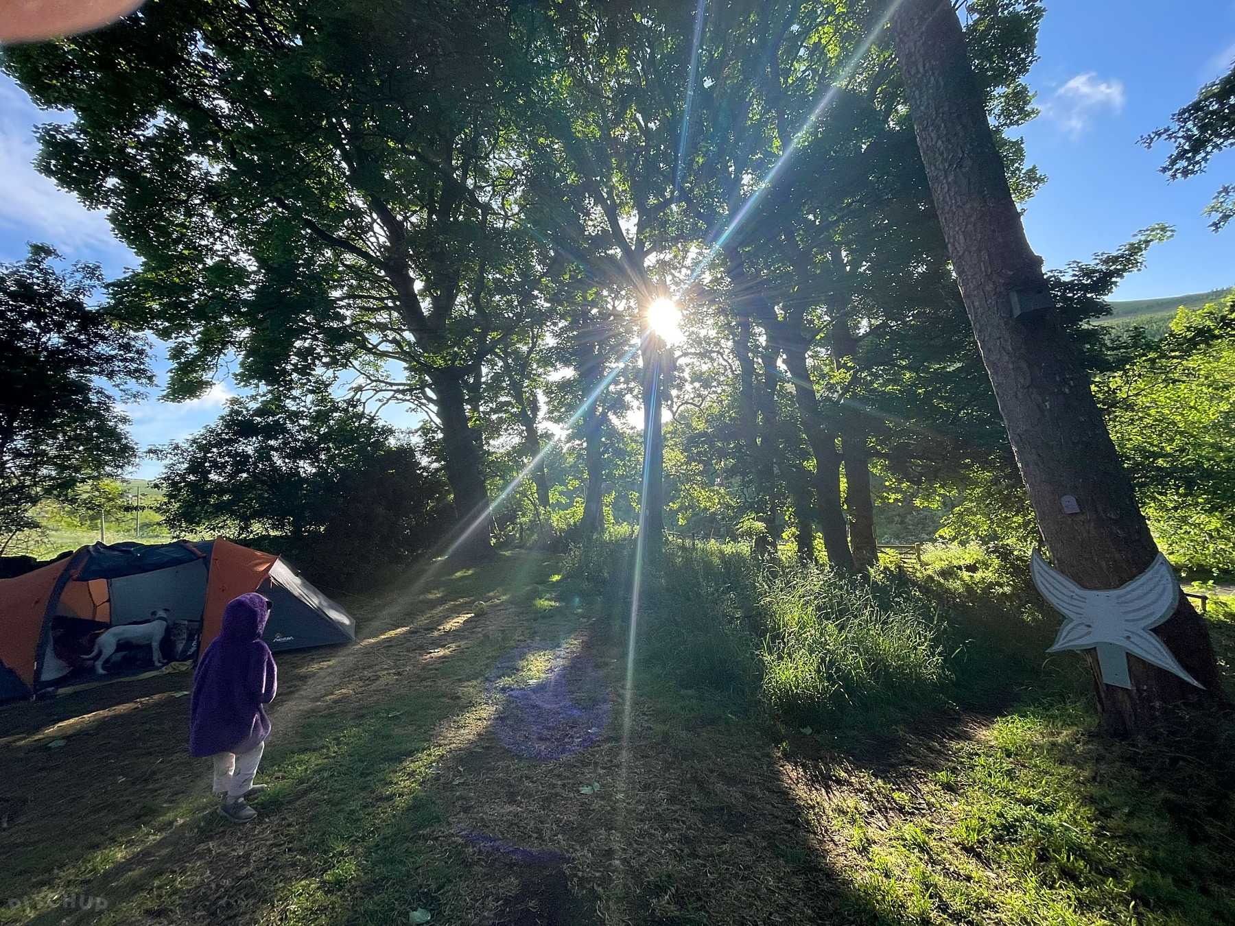 Woodland Wonder Pitch (dog-friendly)