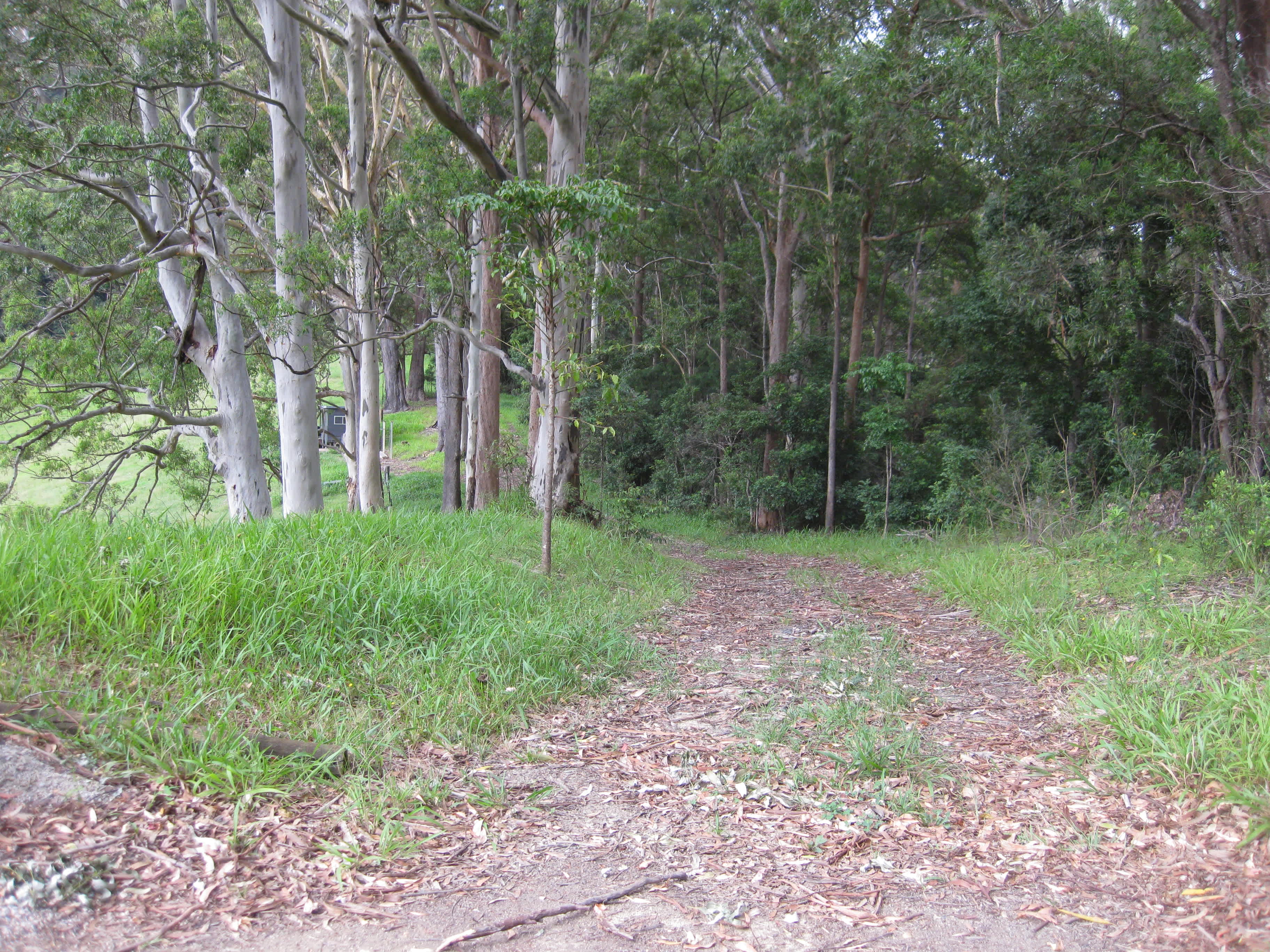 Just steps from campsite.  Hike or cycle on this track to Ulidarra NP.  Good source of sticks for firepit.       