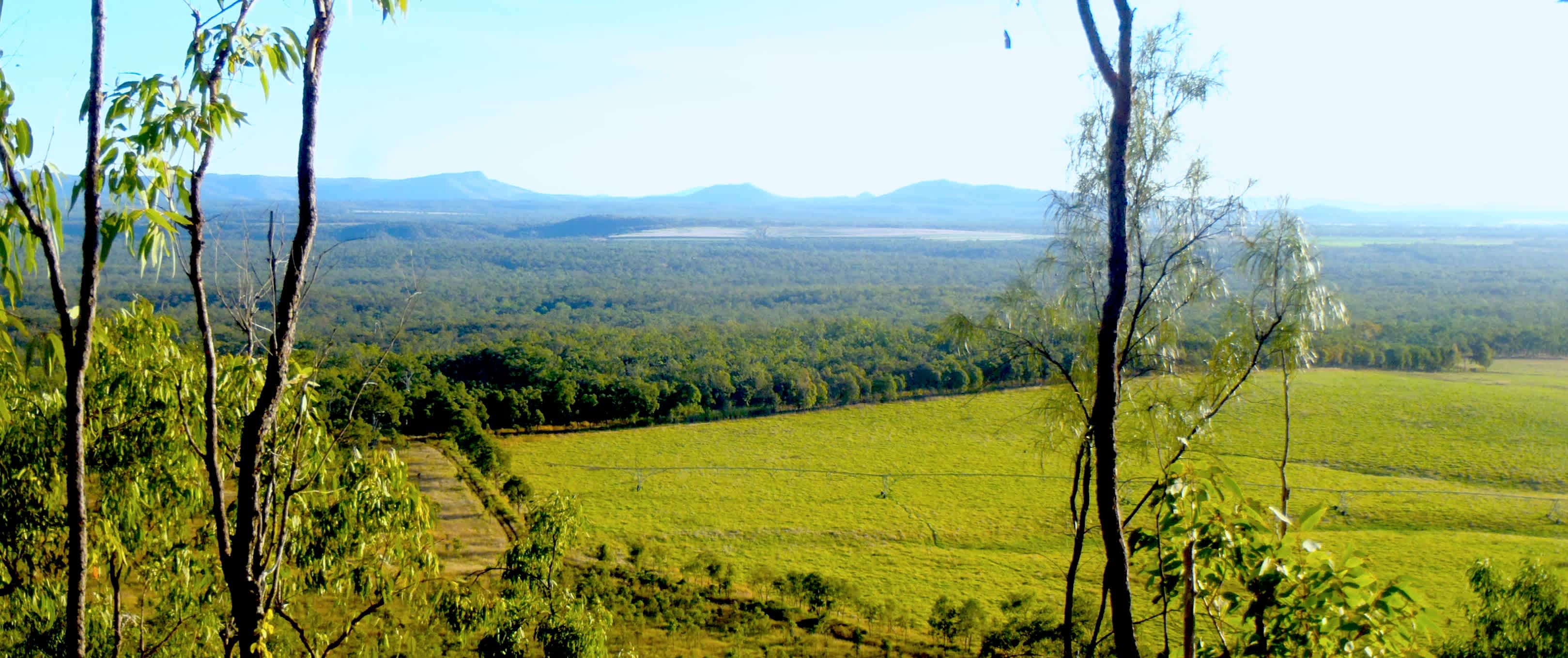 Whistling Kite Camp is the tree line at the edge of the cane.