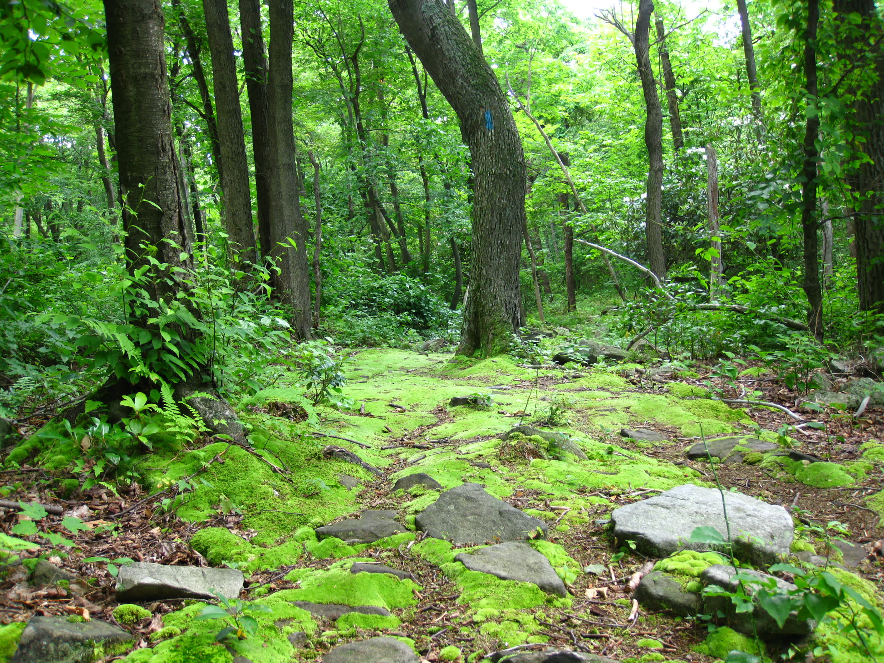 Laurel Summit State Park