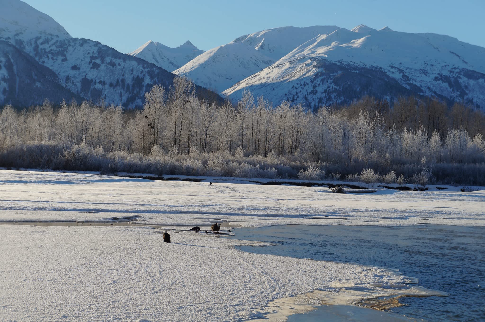 Alaska Chilkat Bald Eagle Preserve
