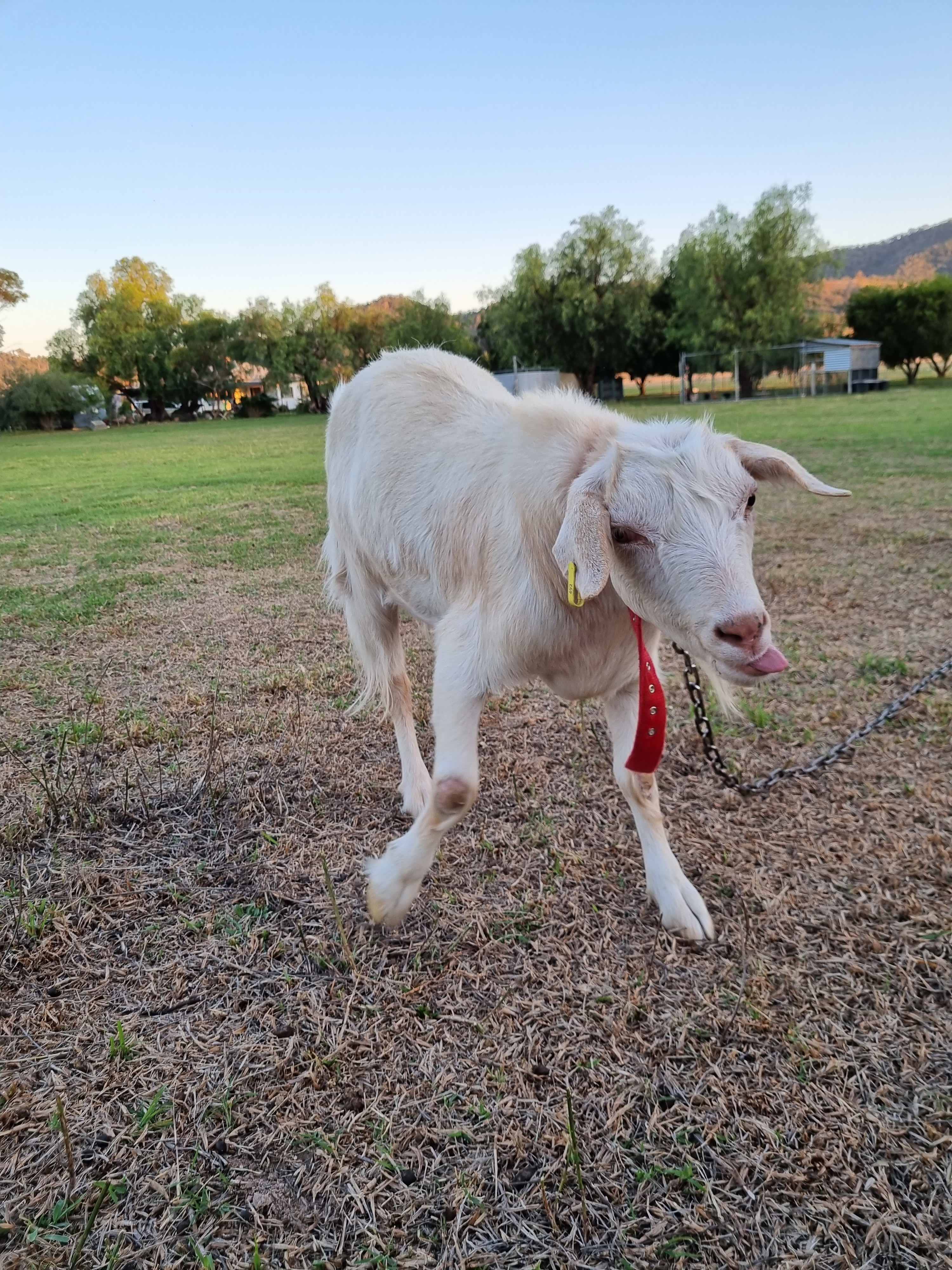 Balaka Farm