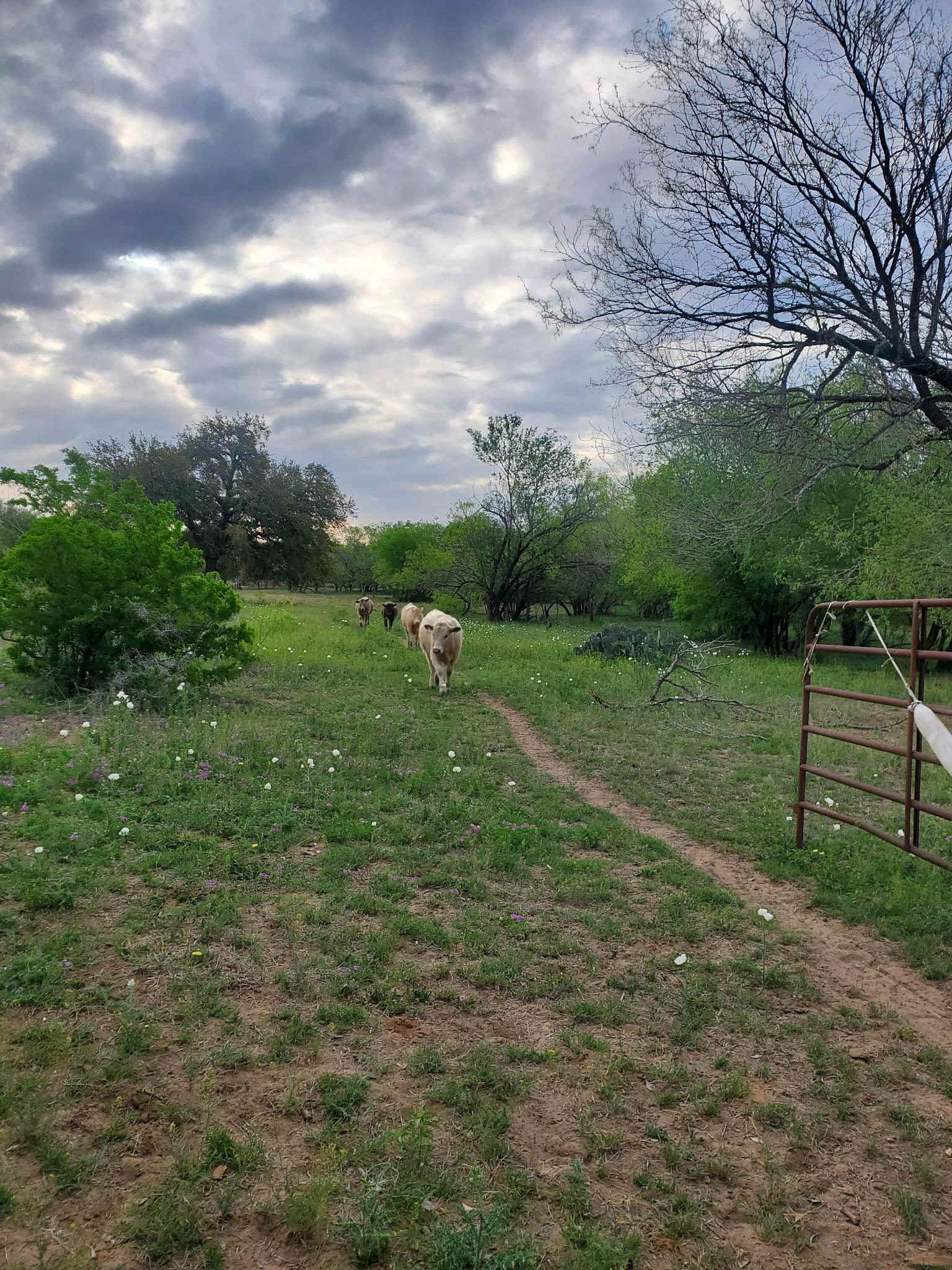 Collins C.’s Land
