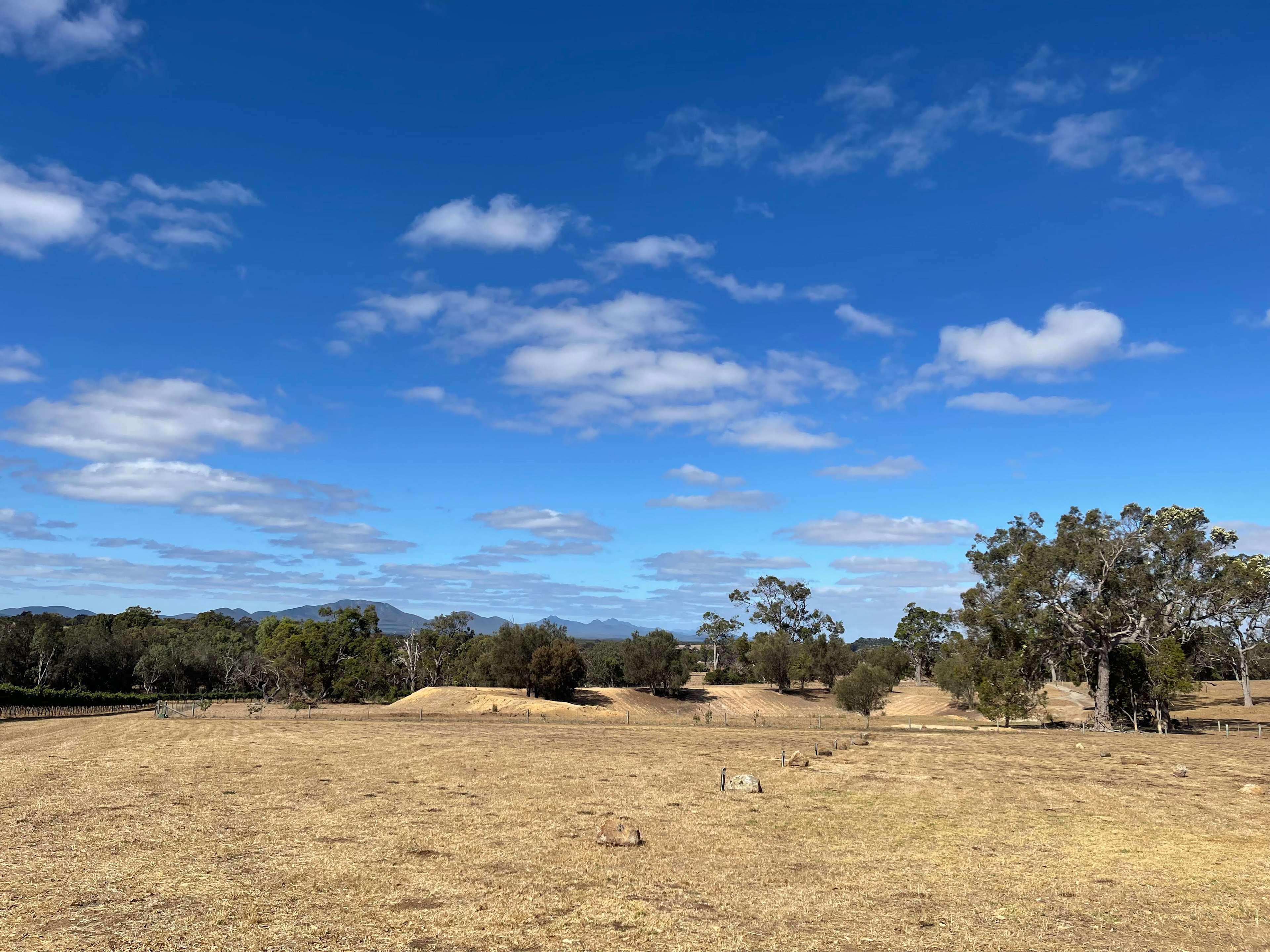 In the summer, the ground is golden, and the vines are lush green and producing fruit.