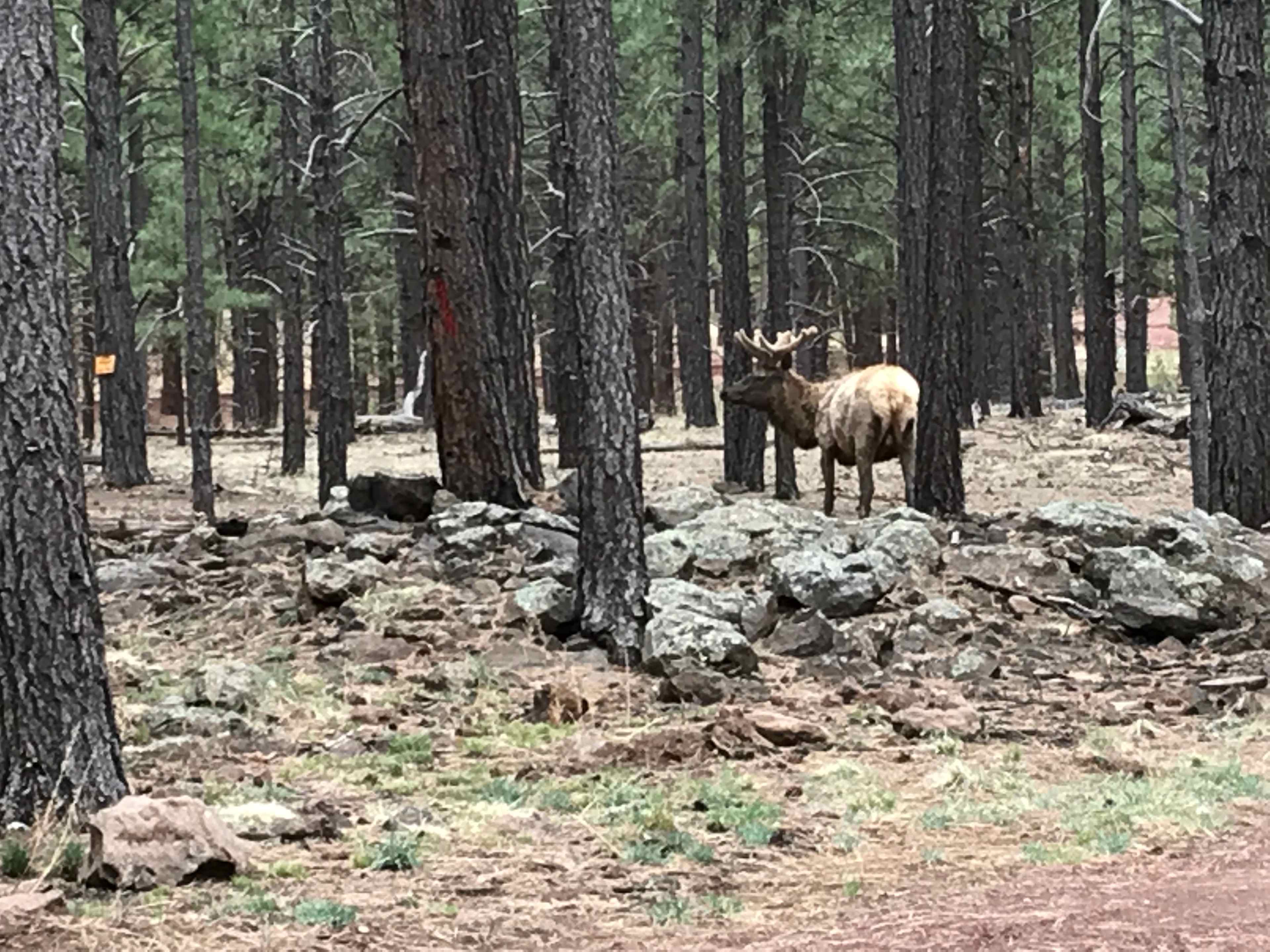 Grand Canyon 1b, 1ba Ranch Cottage