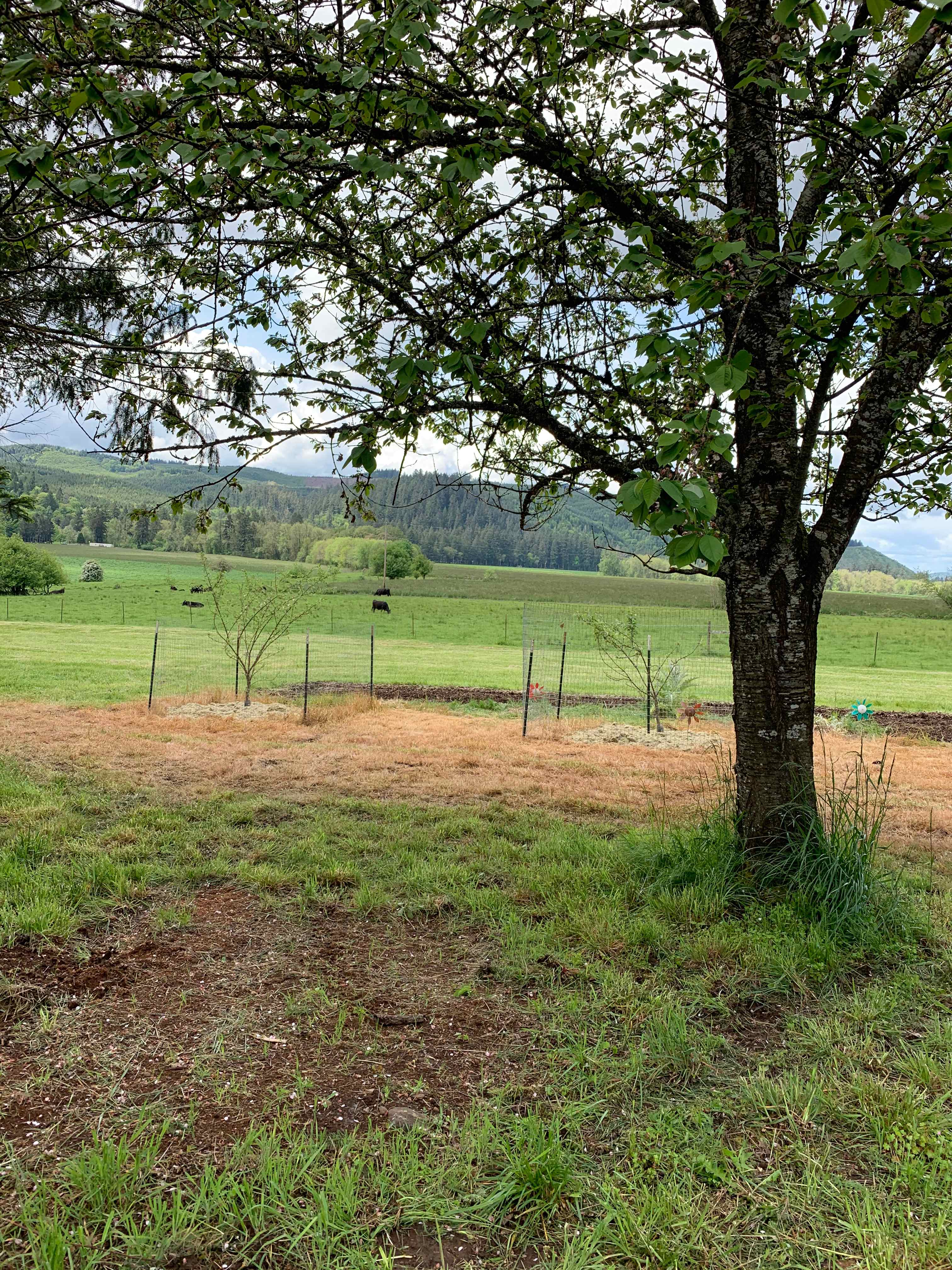 Tent Camp sites