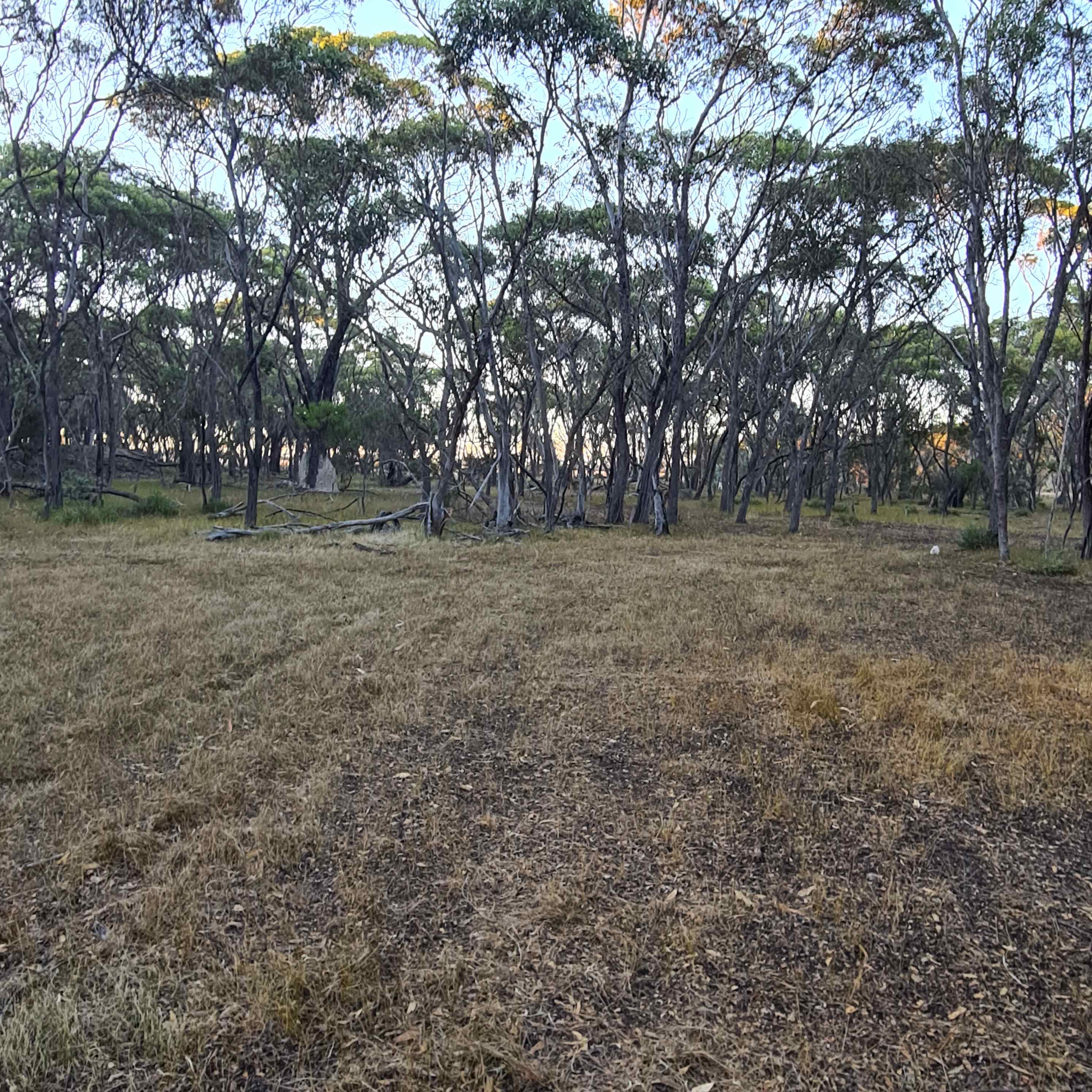 Toolibut Bush Camp