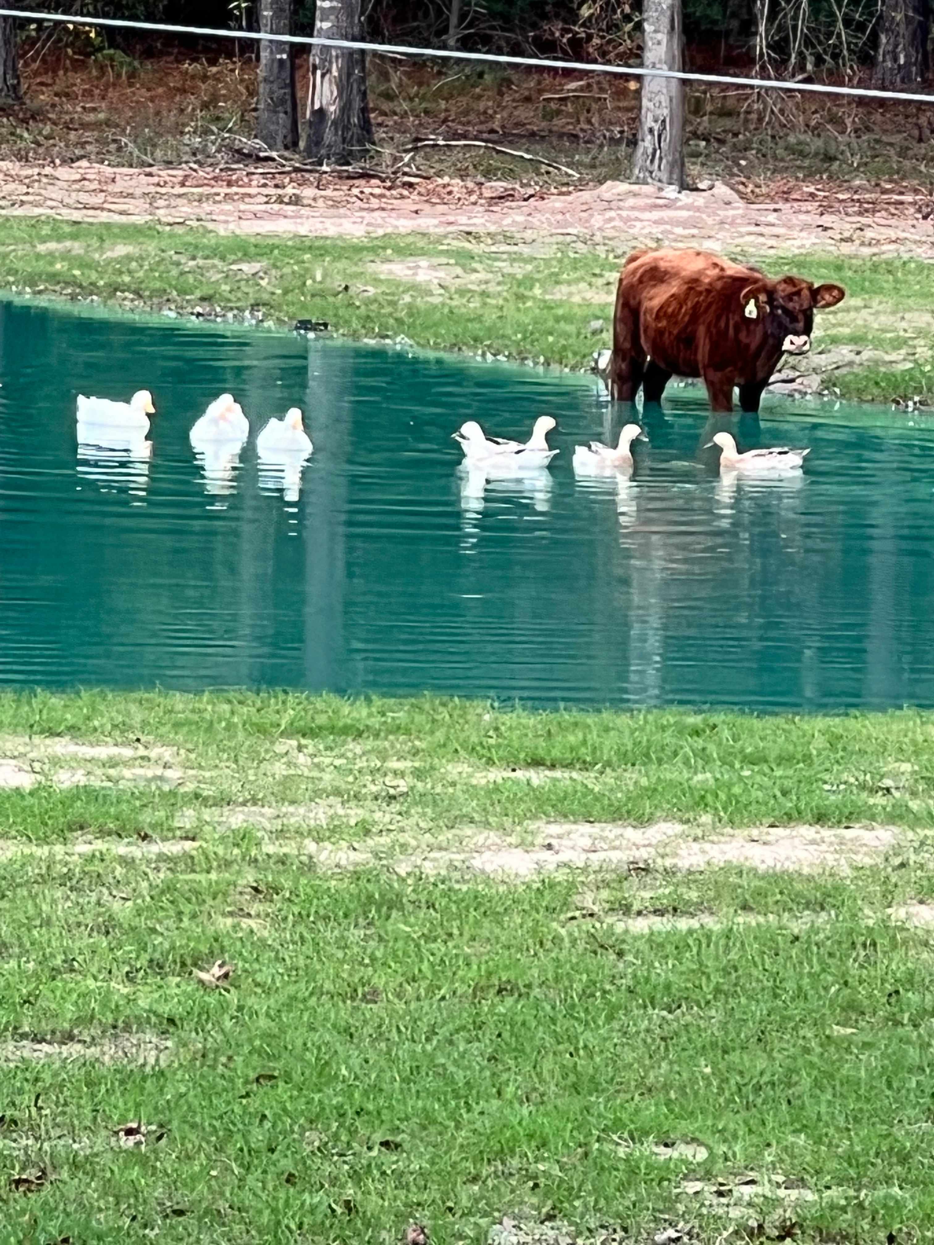 Big City Little Farm