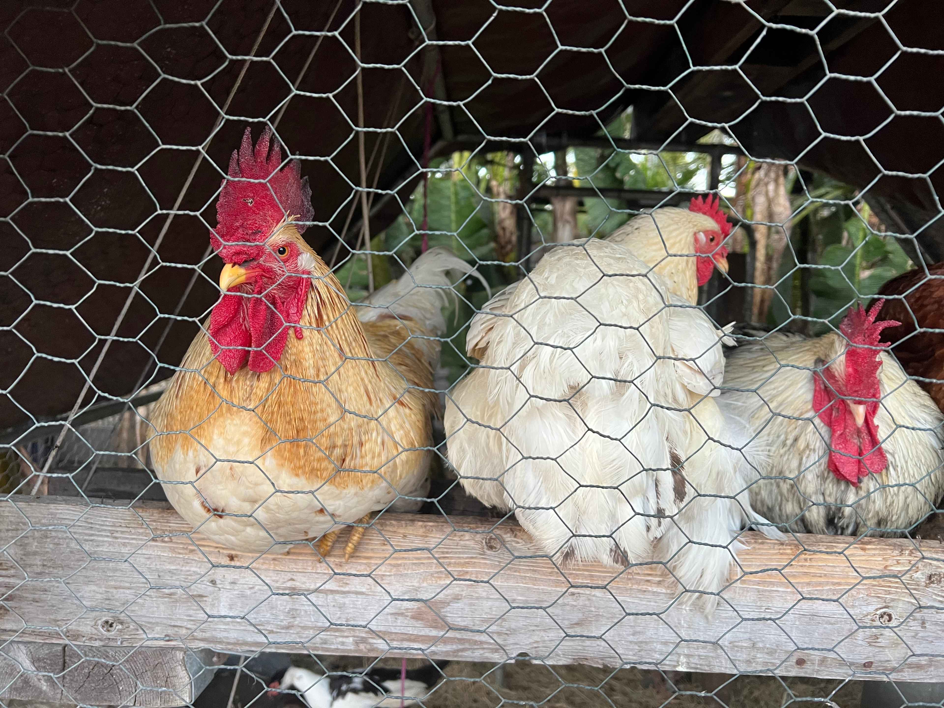 Aguacate Animal Sanctuary of Love