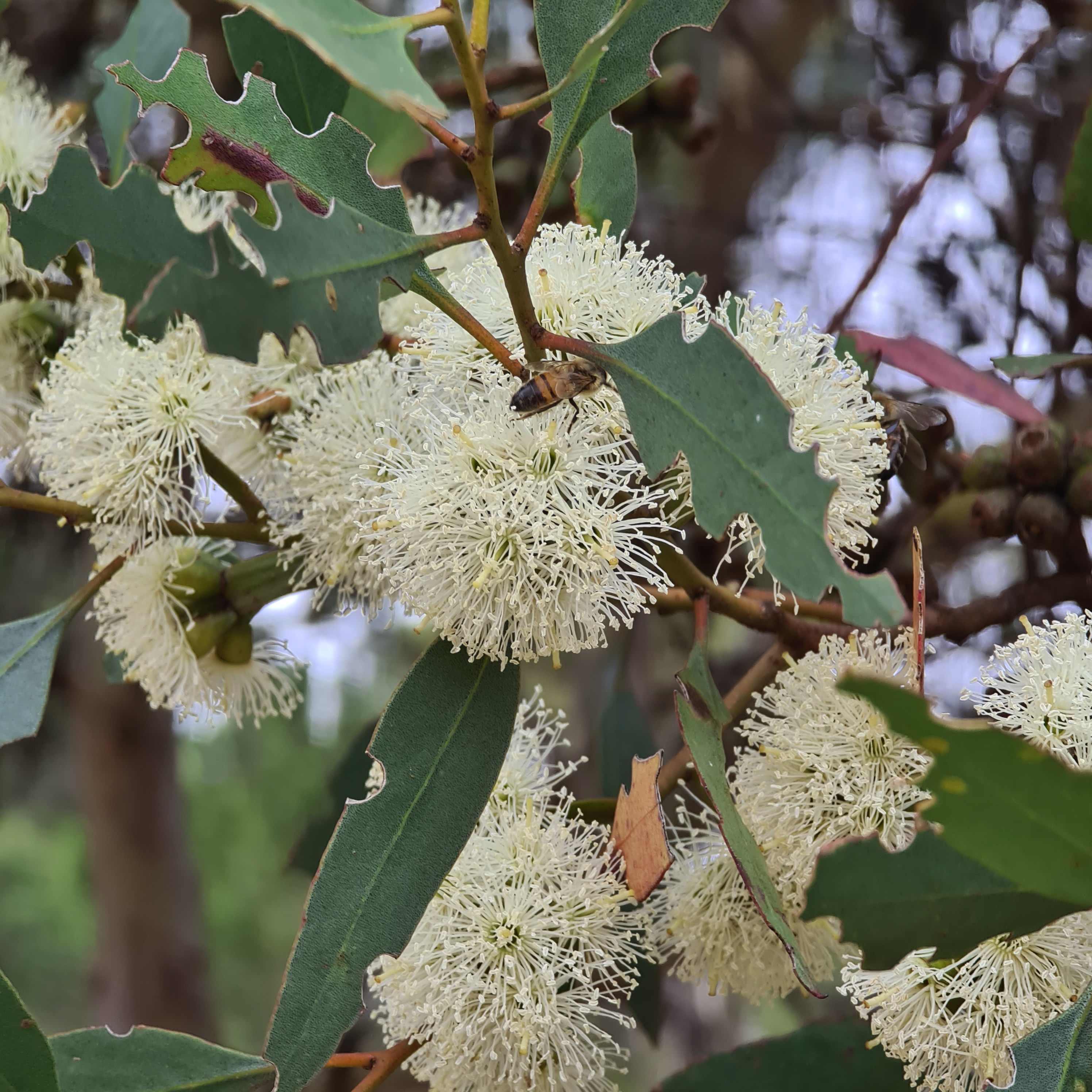 Toolibut Bush Camp
