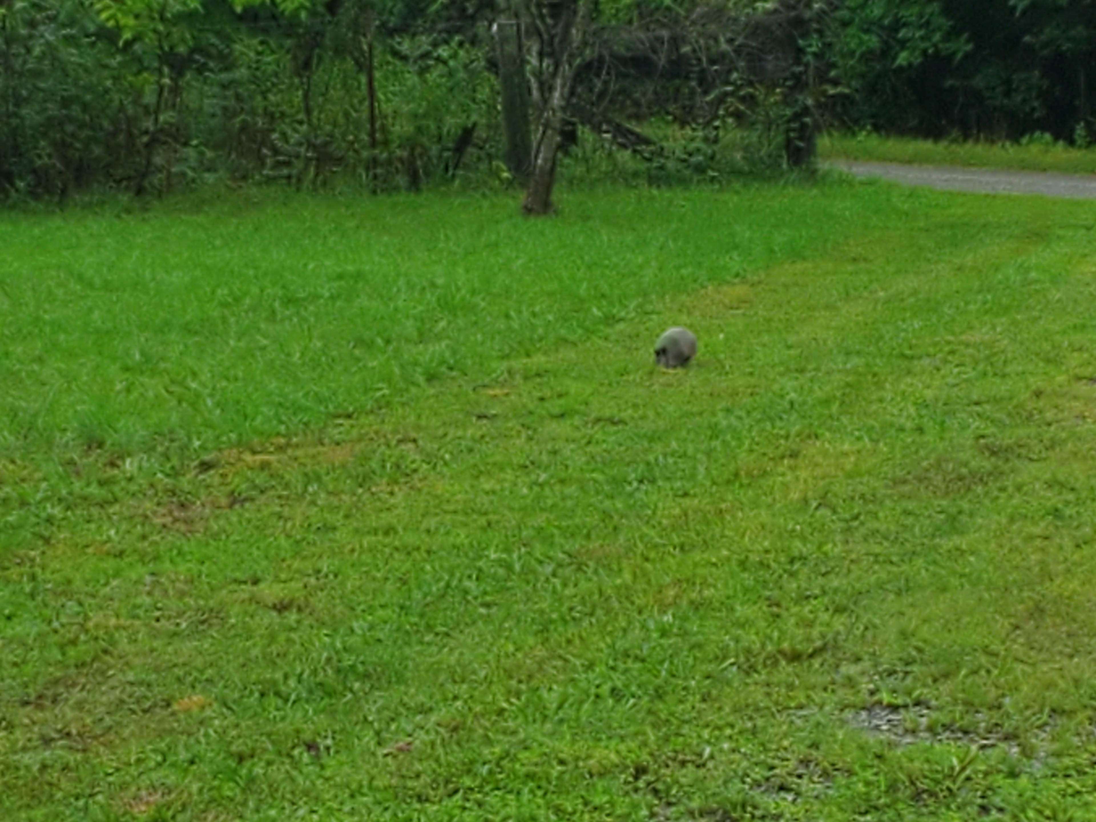 Friendly visitor