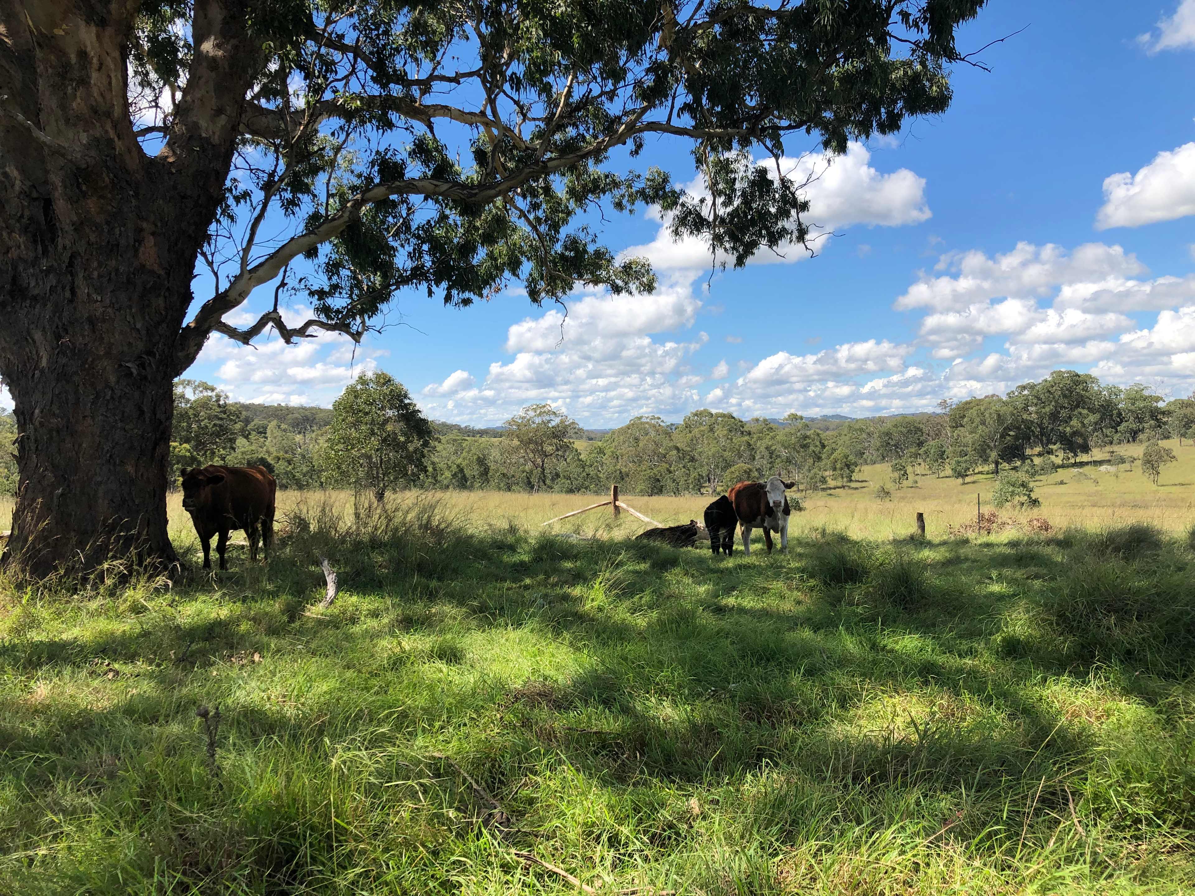 Dalmoak Bush Retreat