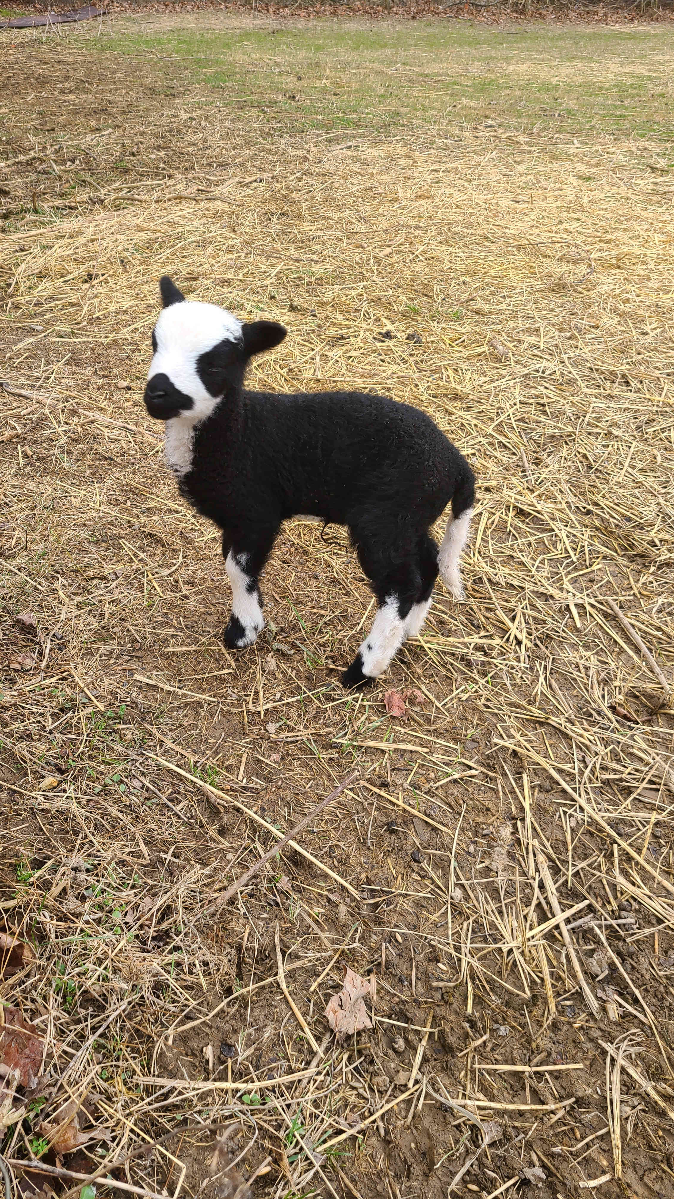 Baby lamb
