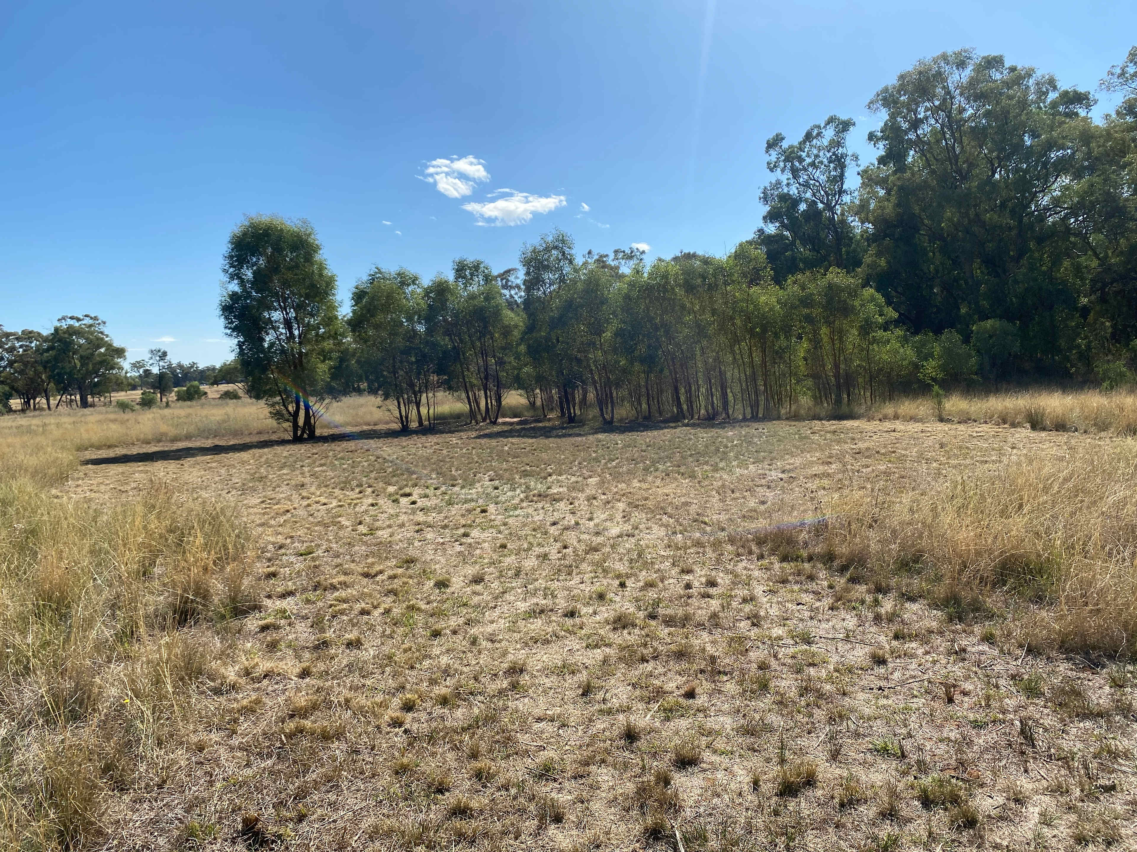 Site 1 - Fire Pit and lots of small gum trees. Favourite spot for Kangaroos.