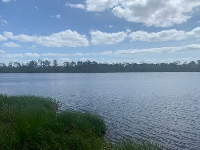 Palmetto Haven