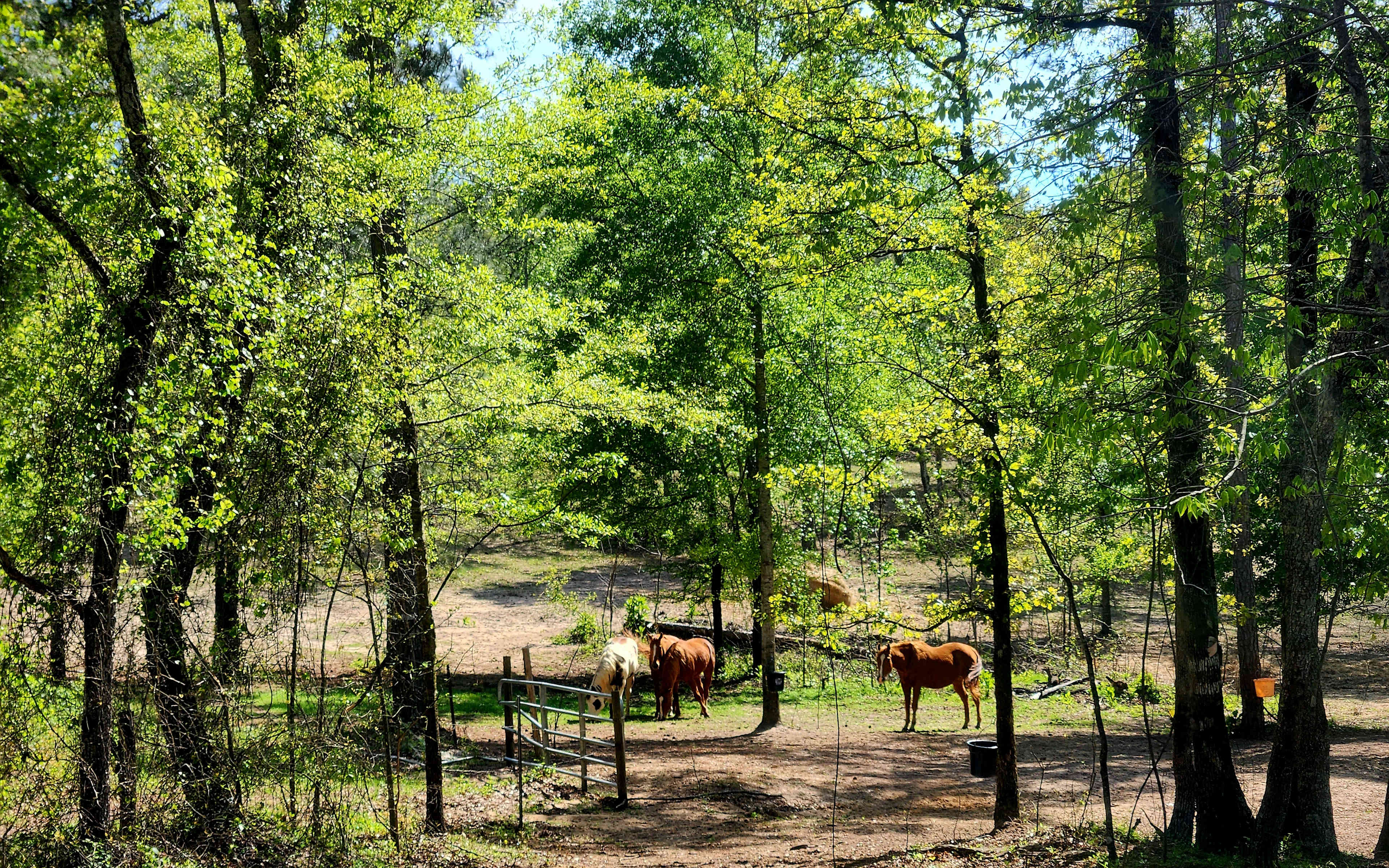 Southern Magnolia Grace Ranch