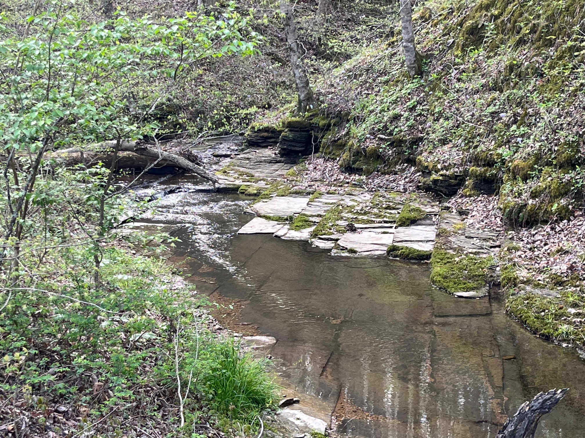 Creek directly behind bus