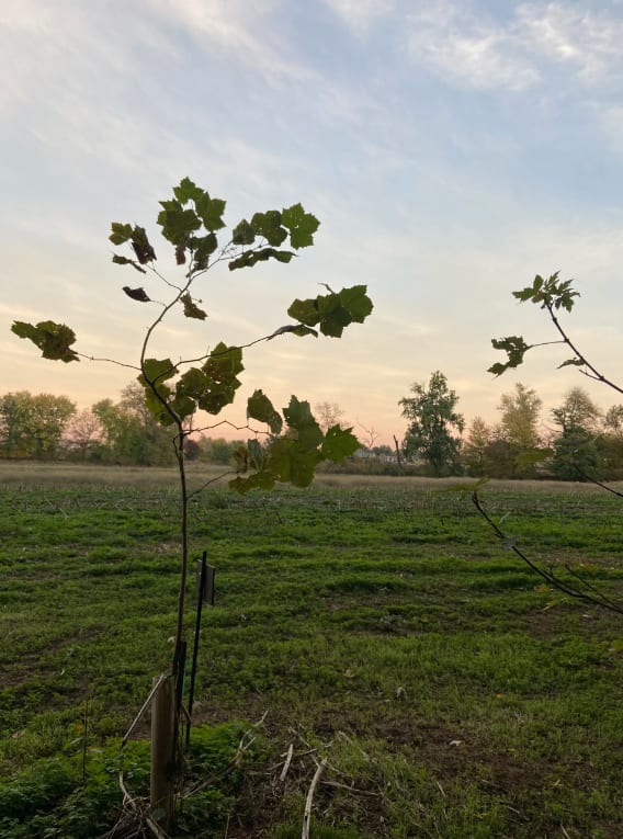 Riverside Farm by the Monocacy