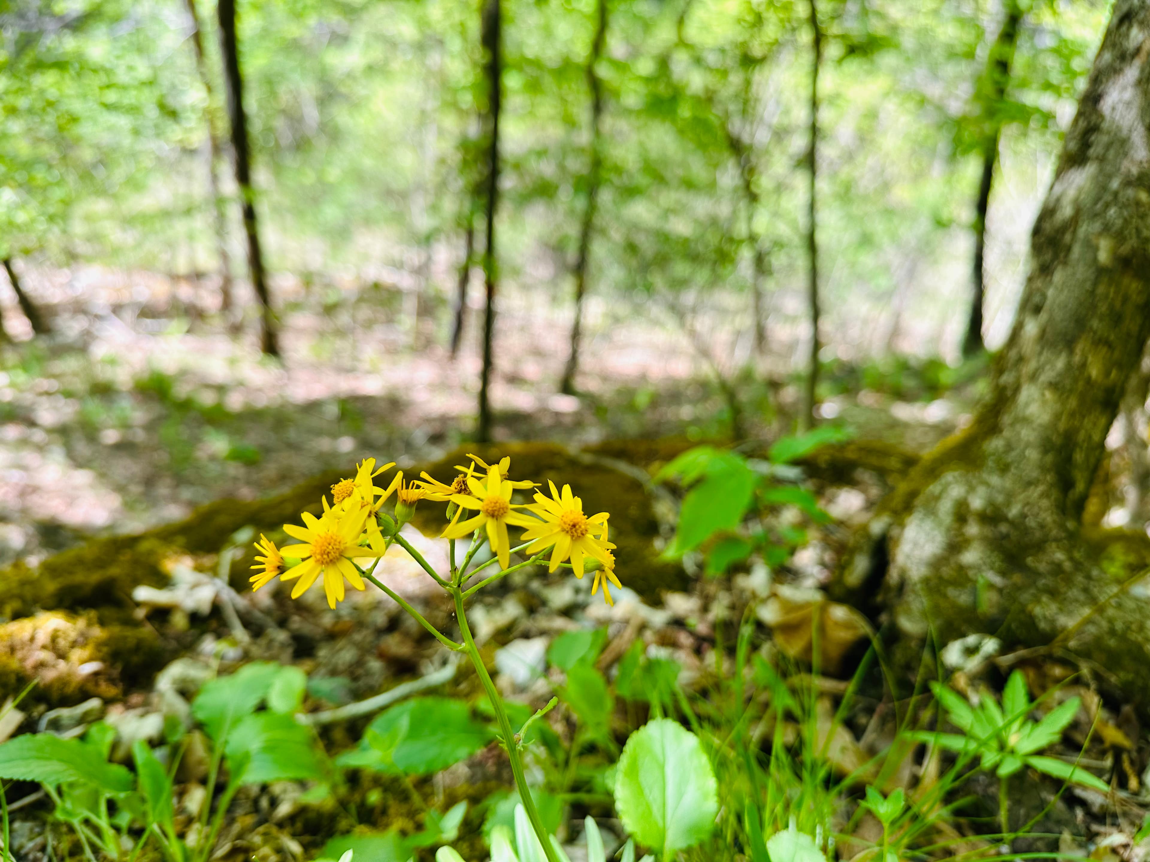 Spring flowers blooming on a cliff.