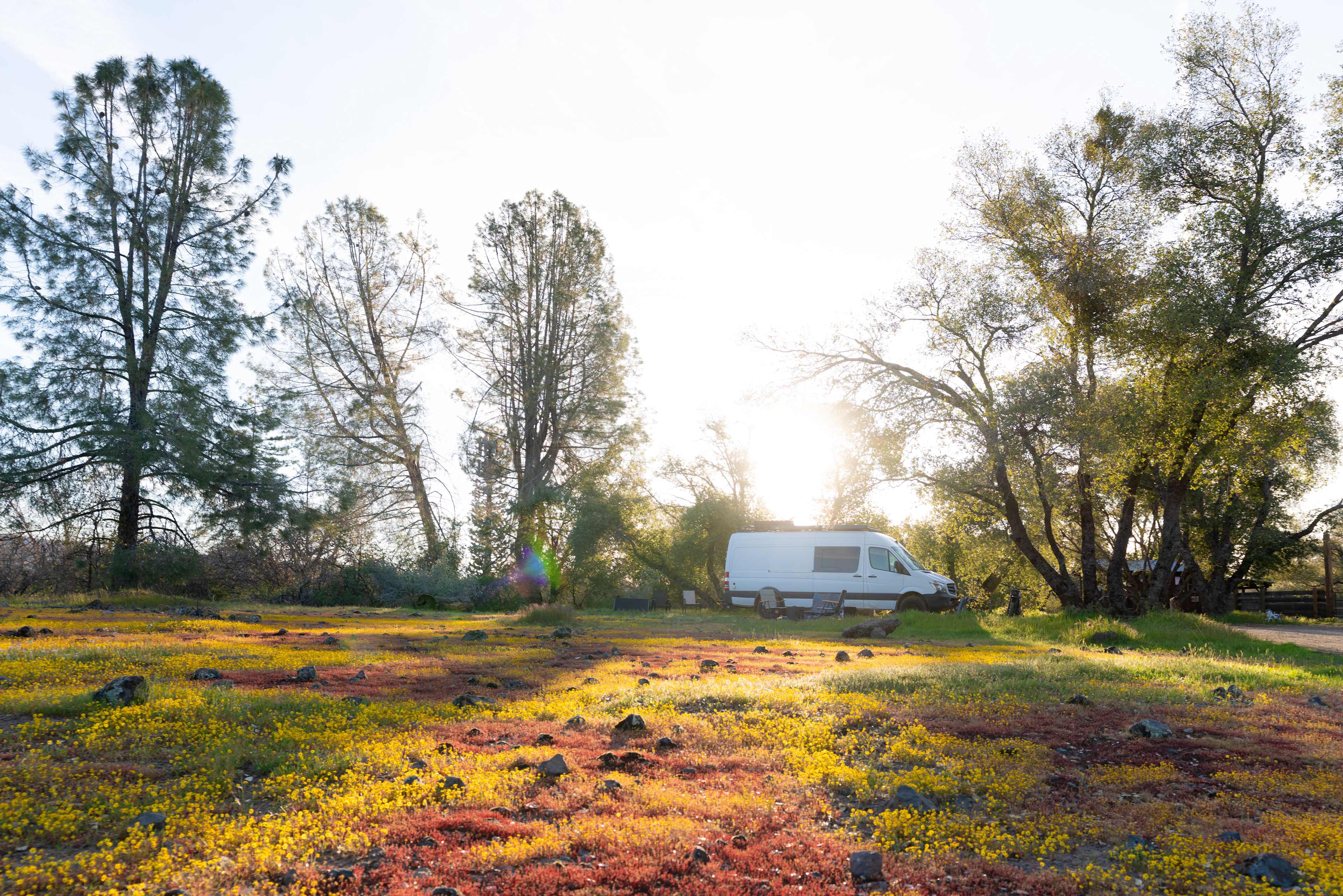 Sunrise over wildflowers from RV site 1