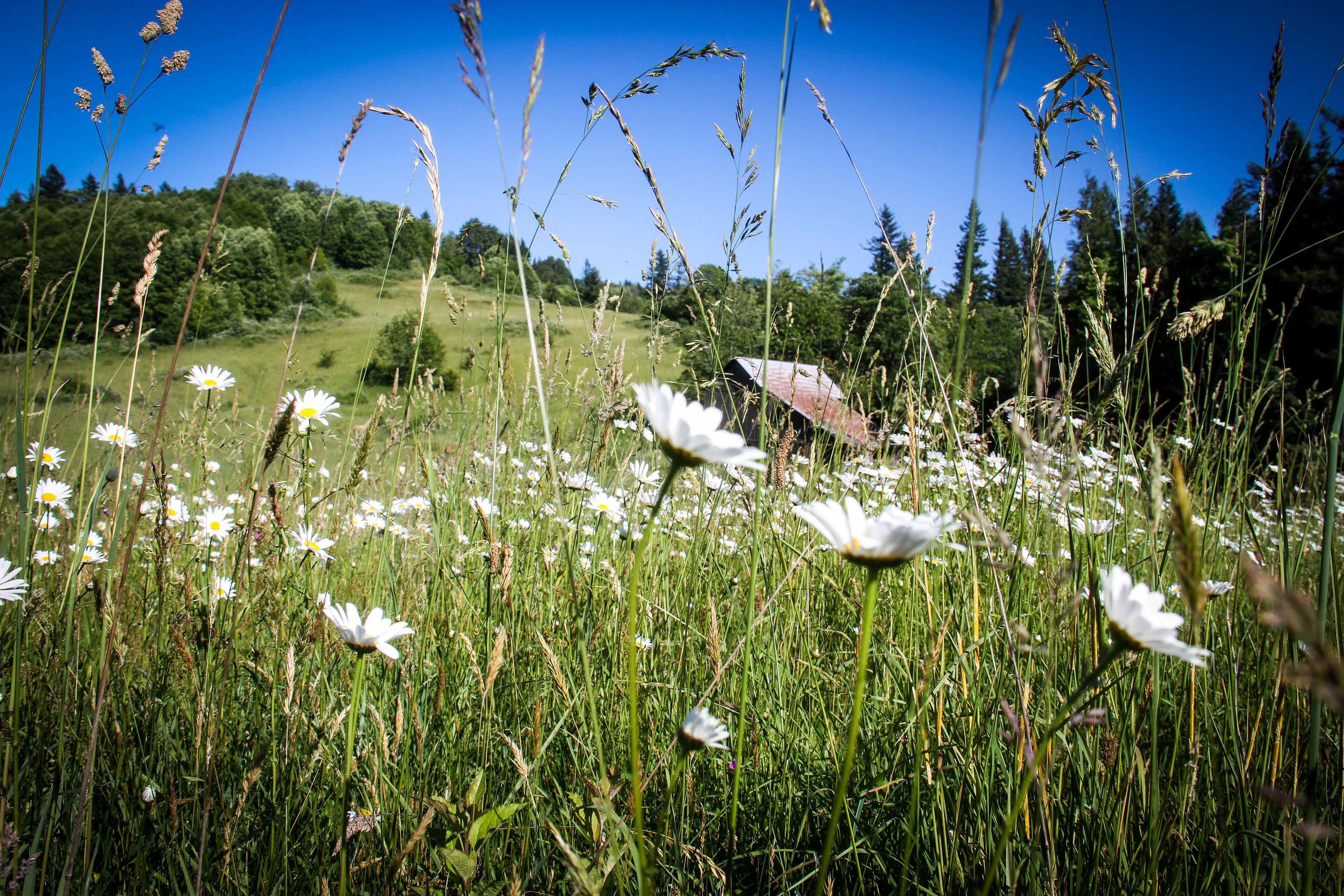 Daisy season starts in June