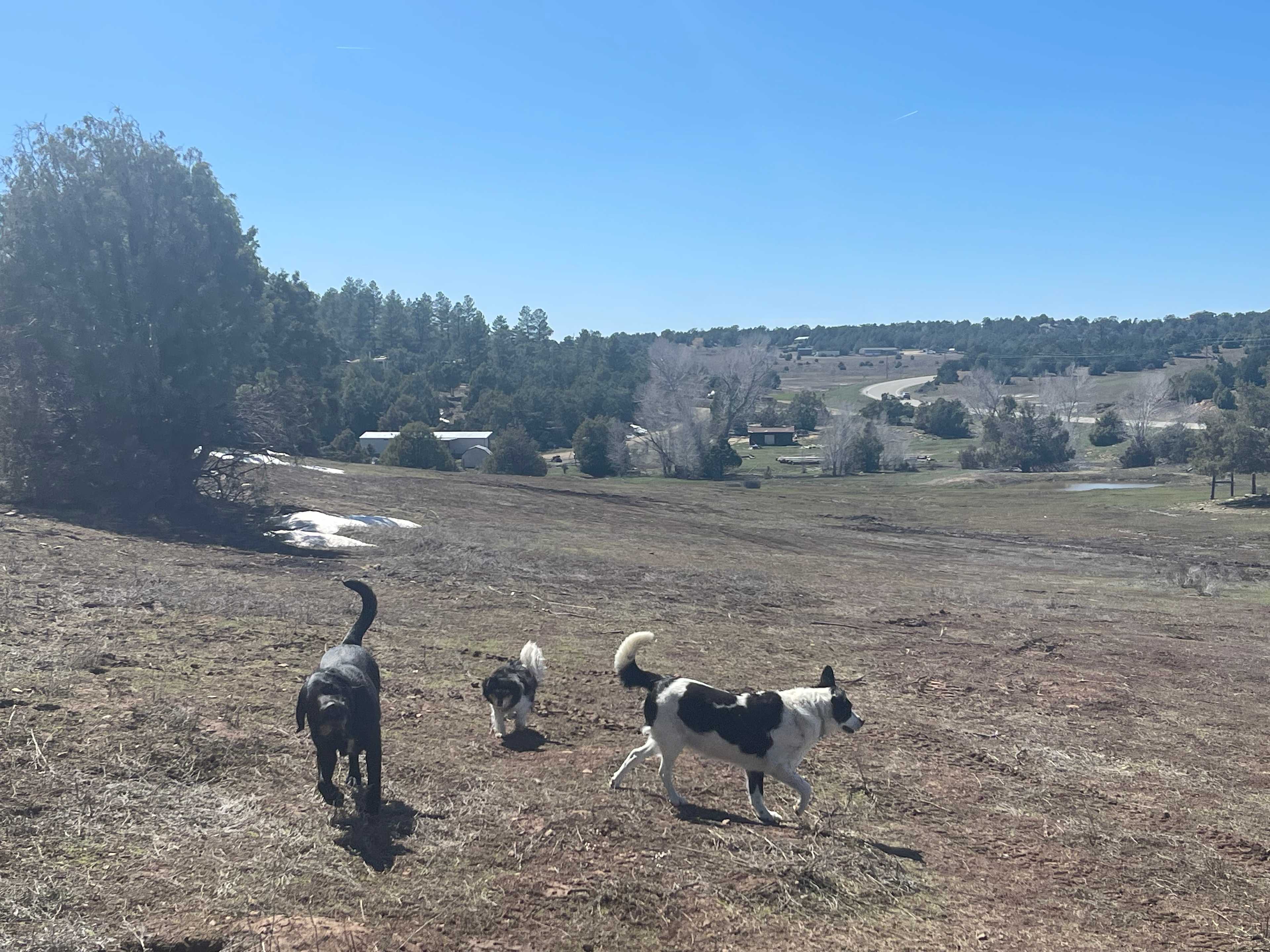 Story Tree Ranch 4 animal lovers!
