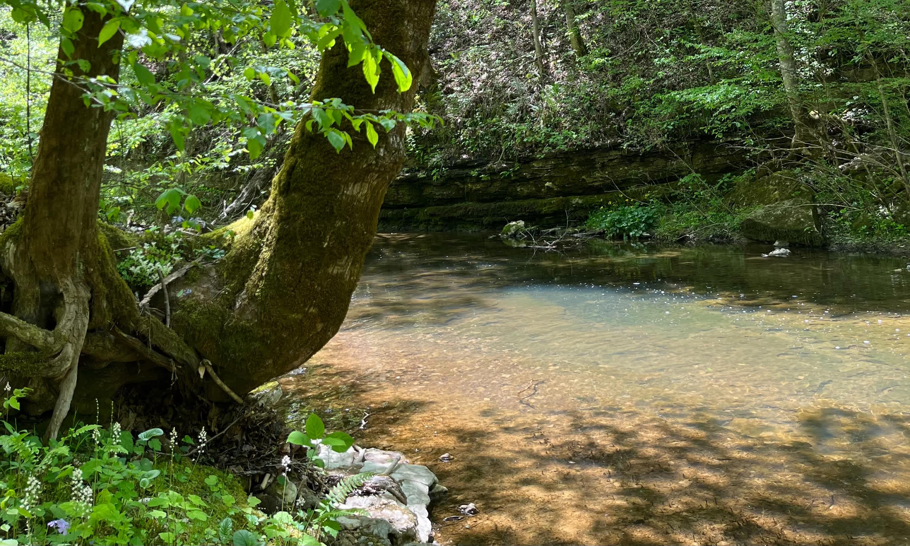 One of the two rivers on the property. This one flows alongside campsite 2 and campsite 4. All guests have hiking access to enjoy the rivers!