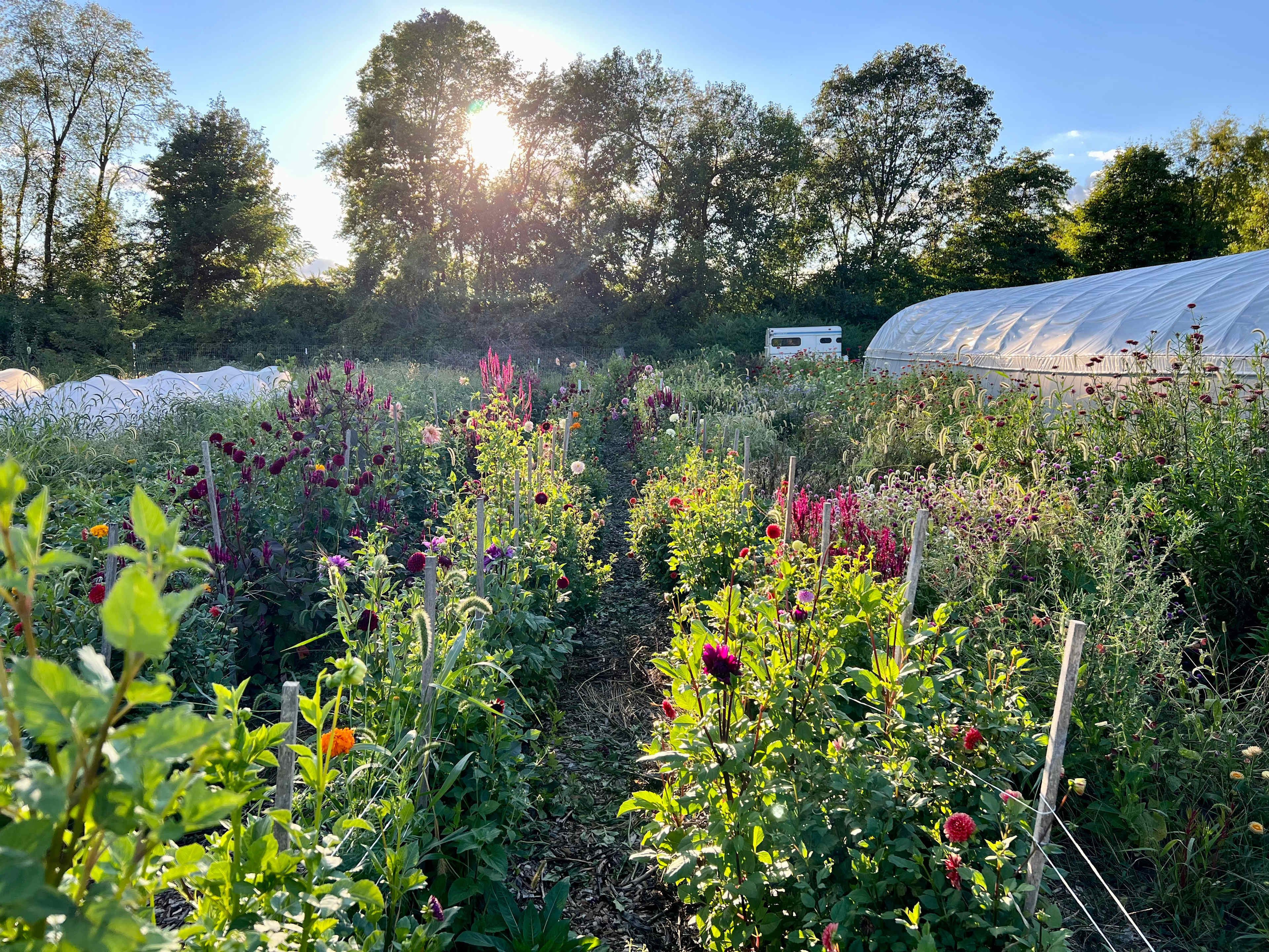 Vole Patrol Farm
