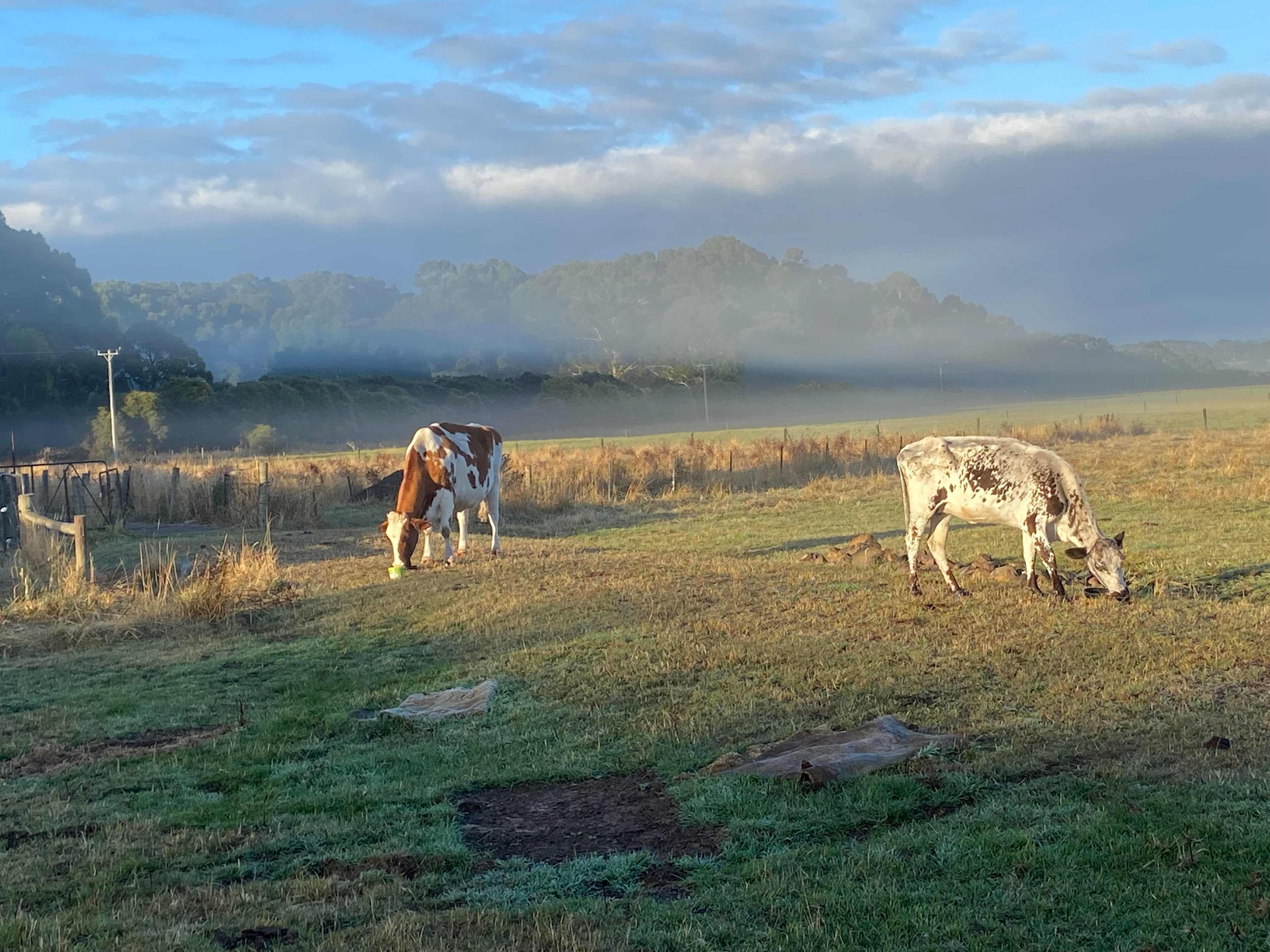 FeatherLeaf Sanctuary