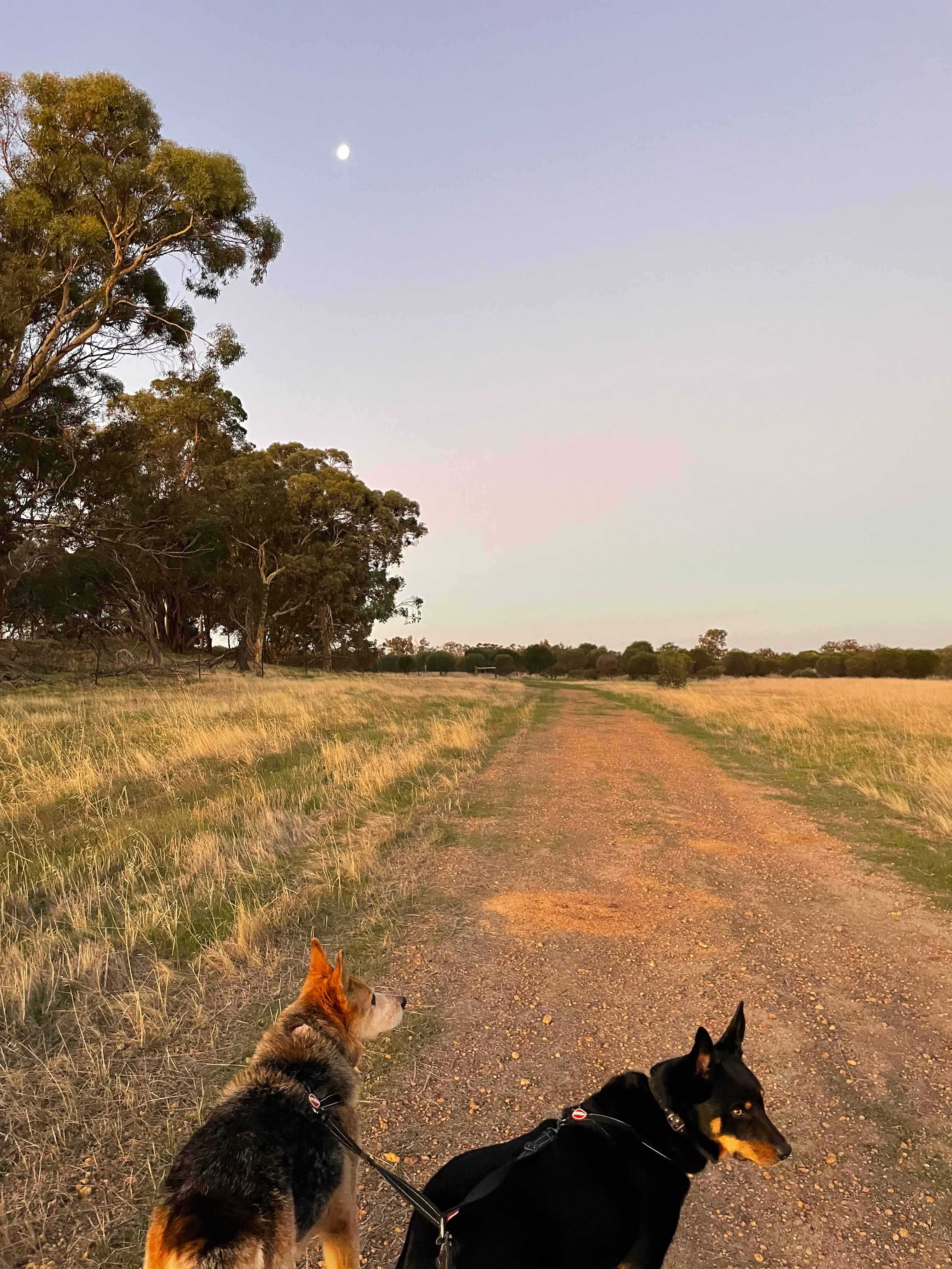 BrookHempTon Tree Farm
