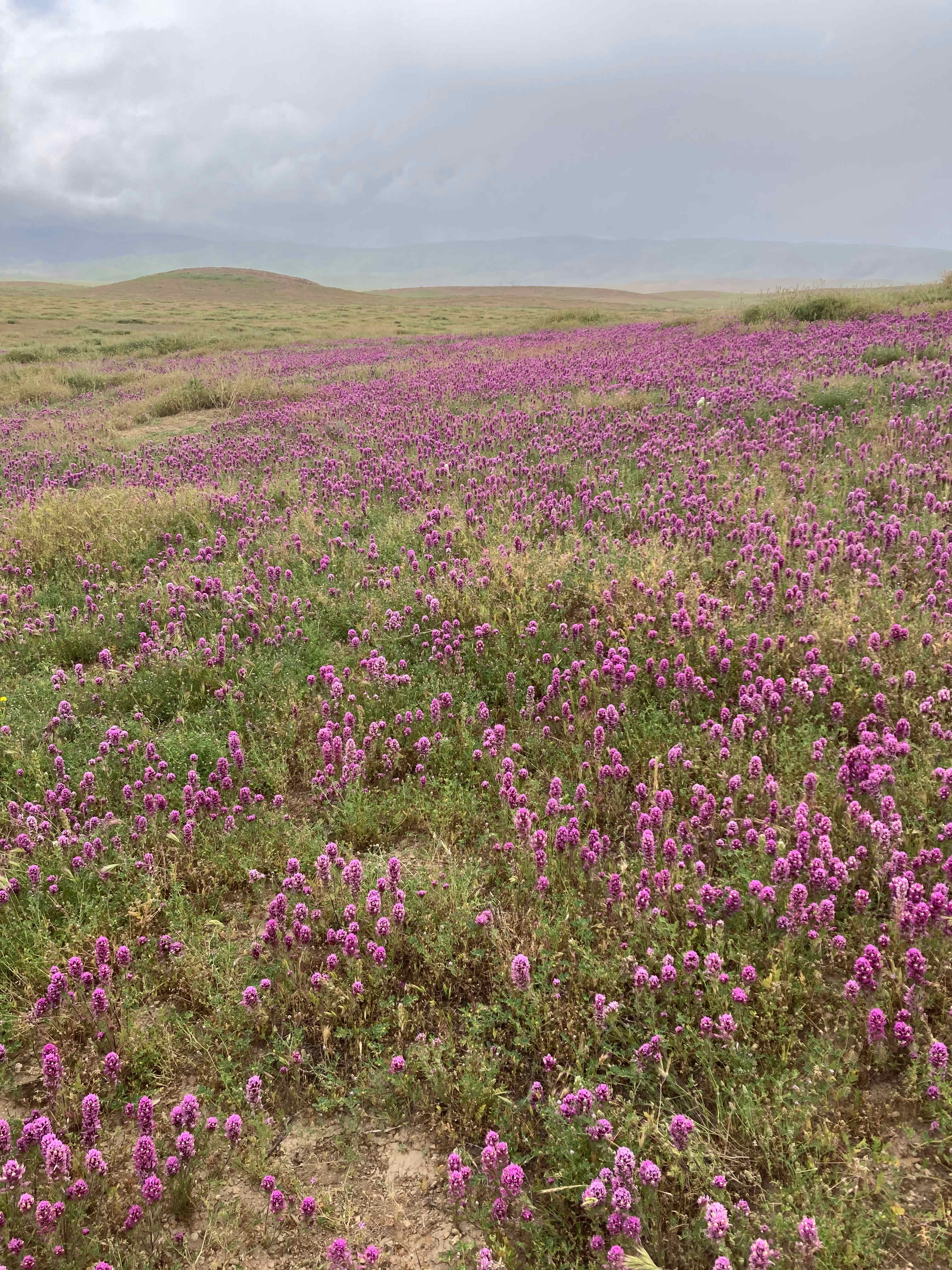 Nearby Carrizo Plain