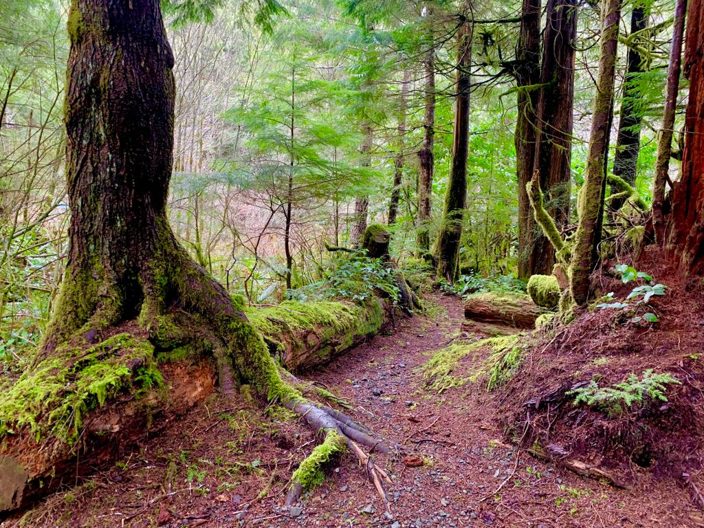 Camp in the sol duc rainforest. On the Olympic discovery trail. Mile 35.5.   Tent deck is 10 by 10 ft.  Covered kitchens. Warm showers.  Semi private location.  1 mile from the hotsprings park entrance. 2 miles from lake crescent. 