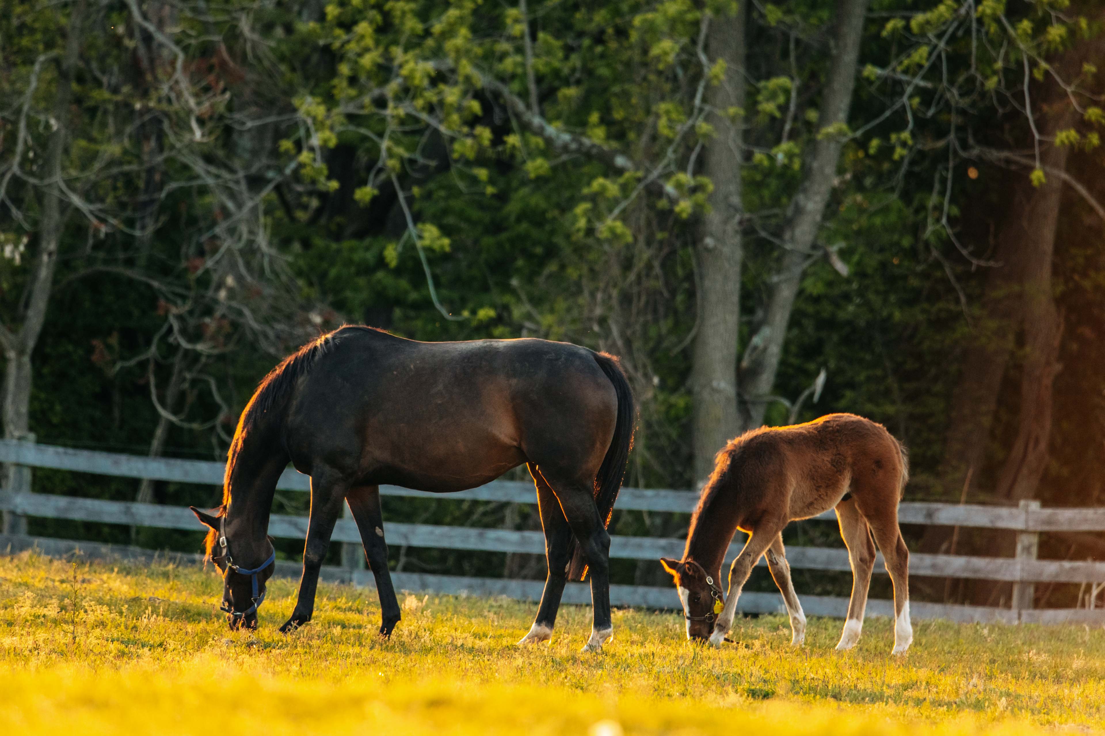 I could've just stayed and watched the horses all week.