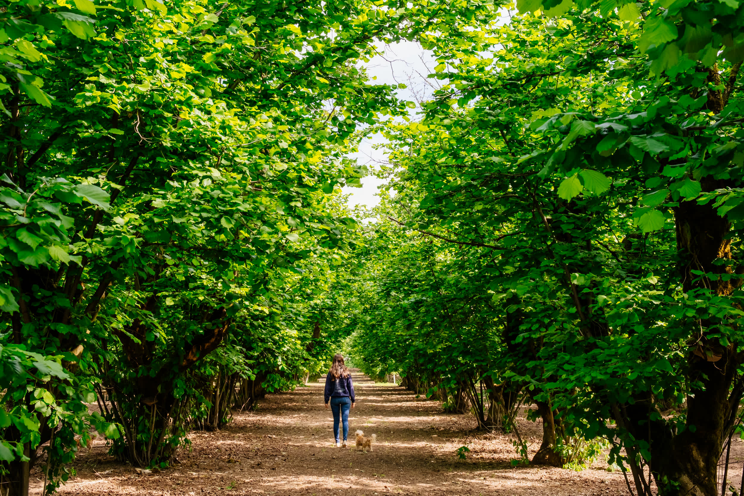 Tanking a stroll down the rows