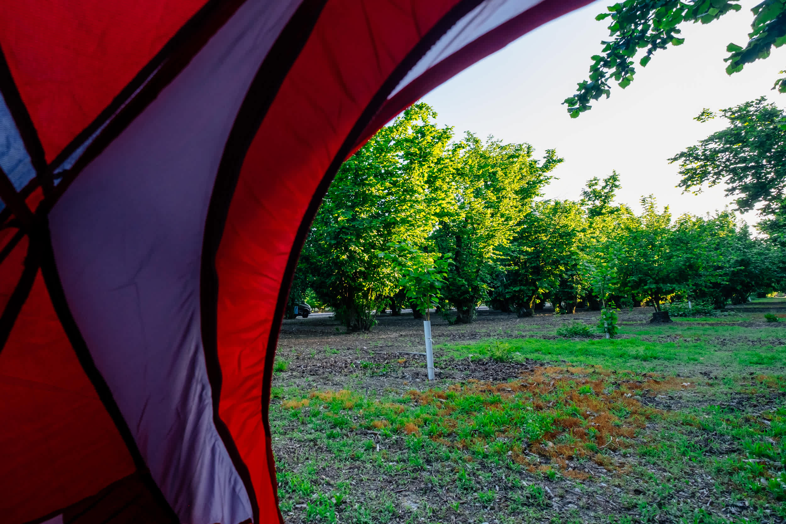 Enjoy sunset in the orchard