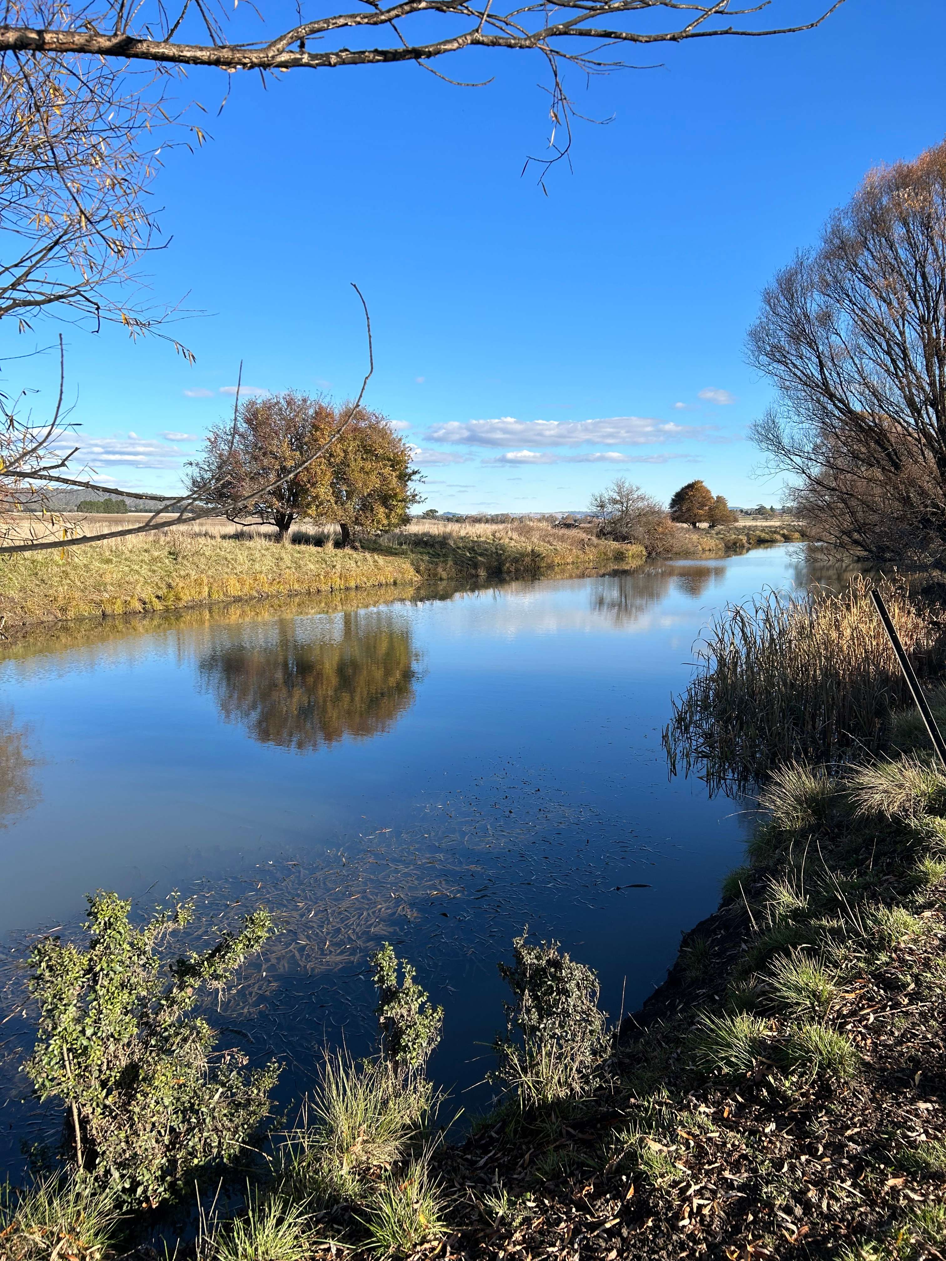 Willow Glen