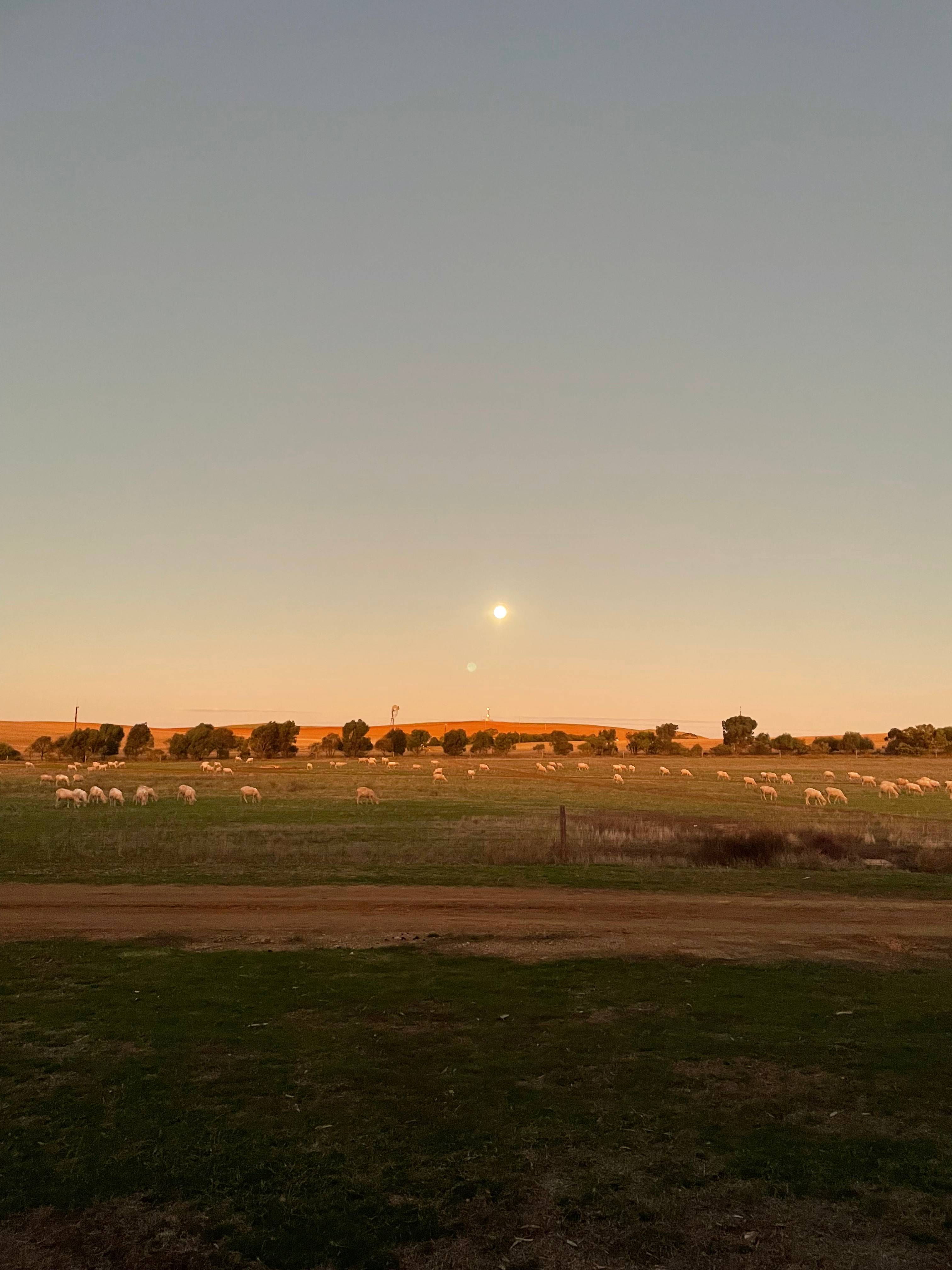See sheep grazing in the fields