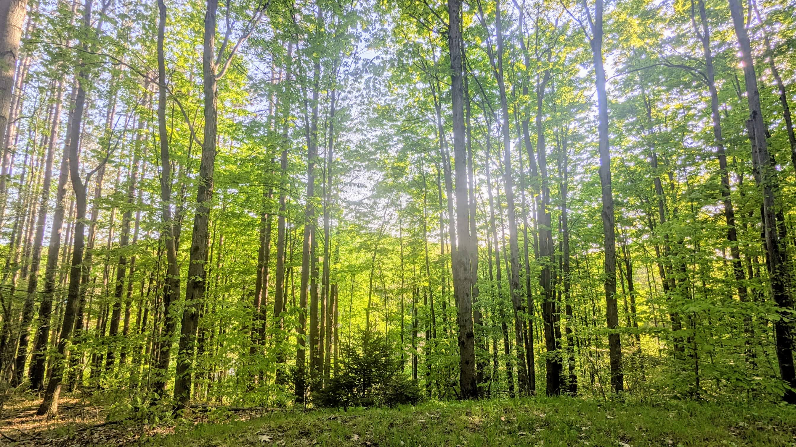 Ellicottville Woods