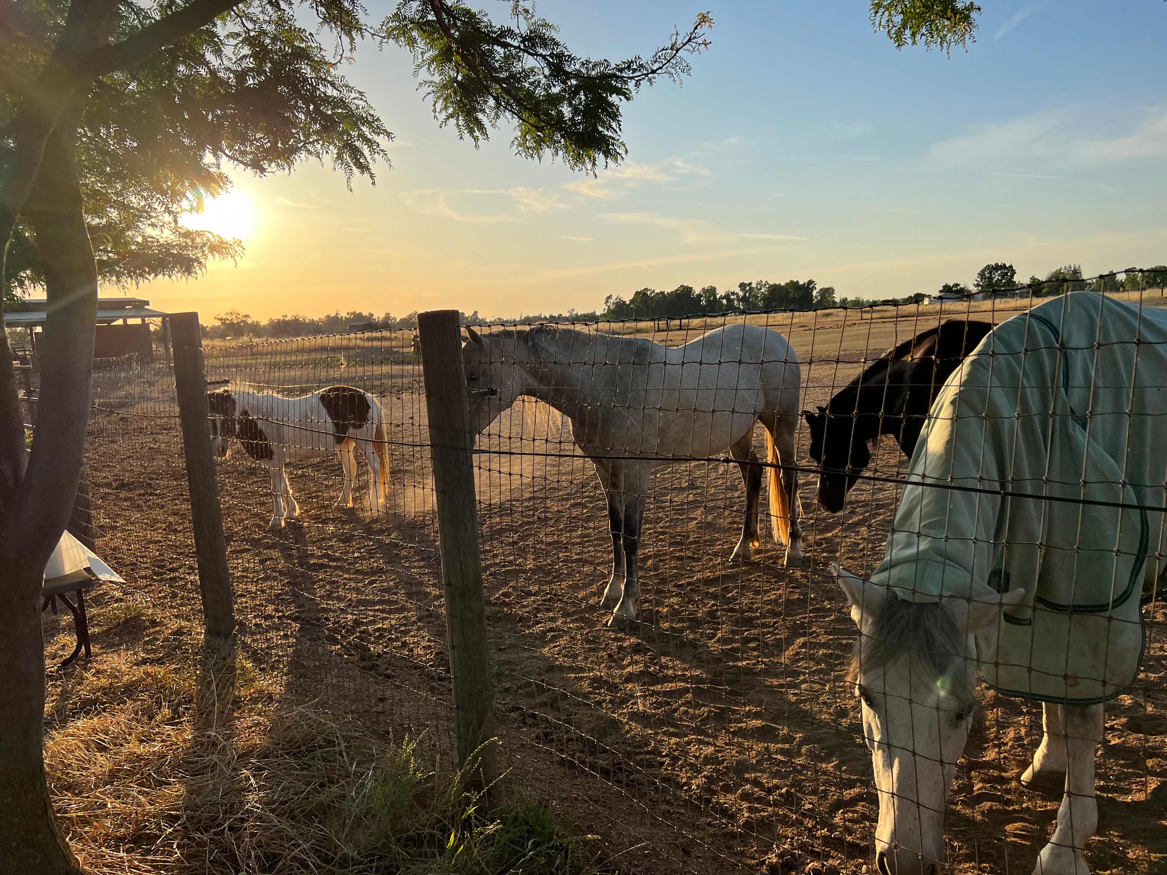 Hirst Horse Ranch
