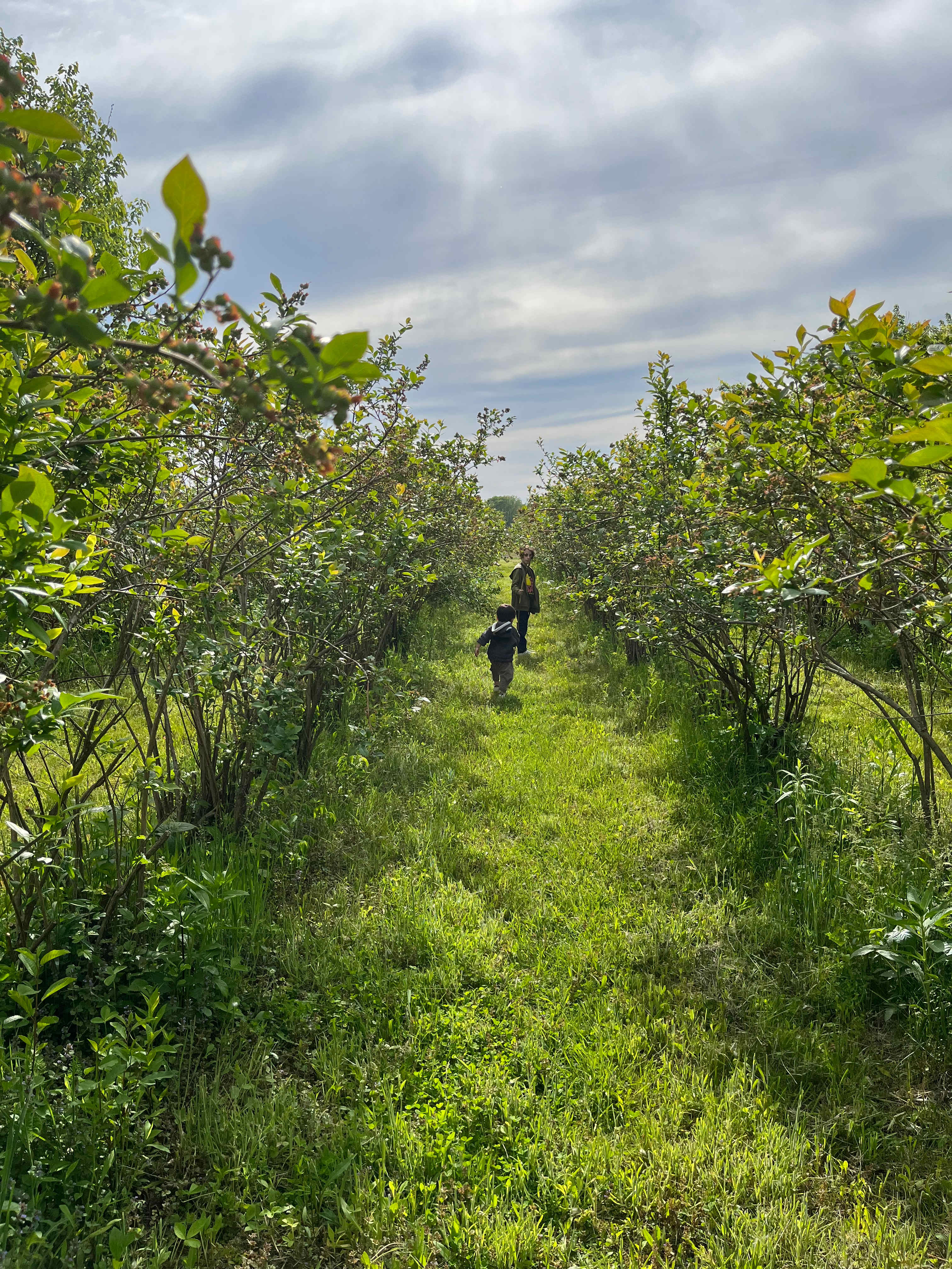 blueberry patch