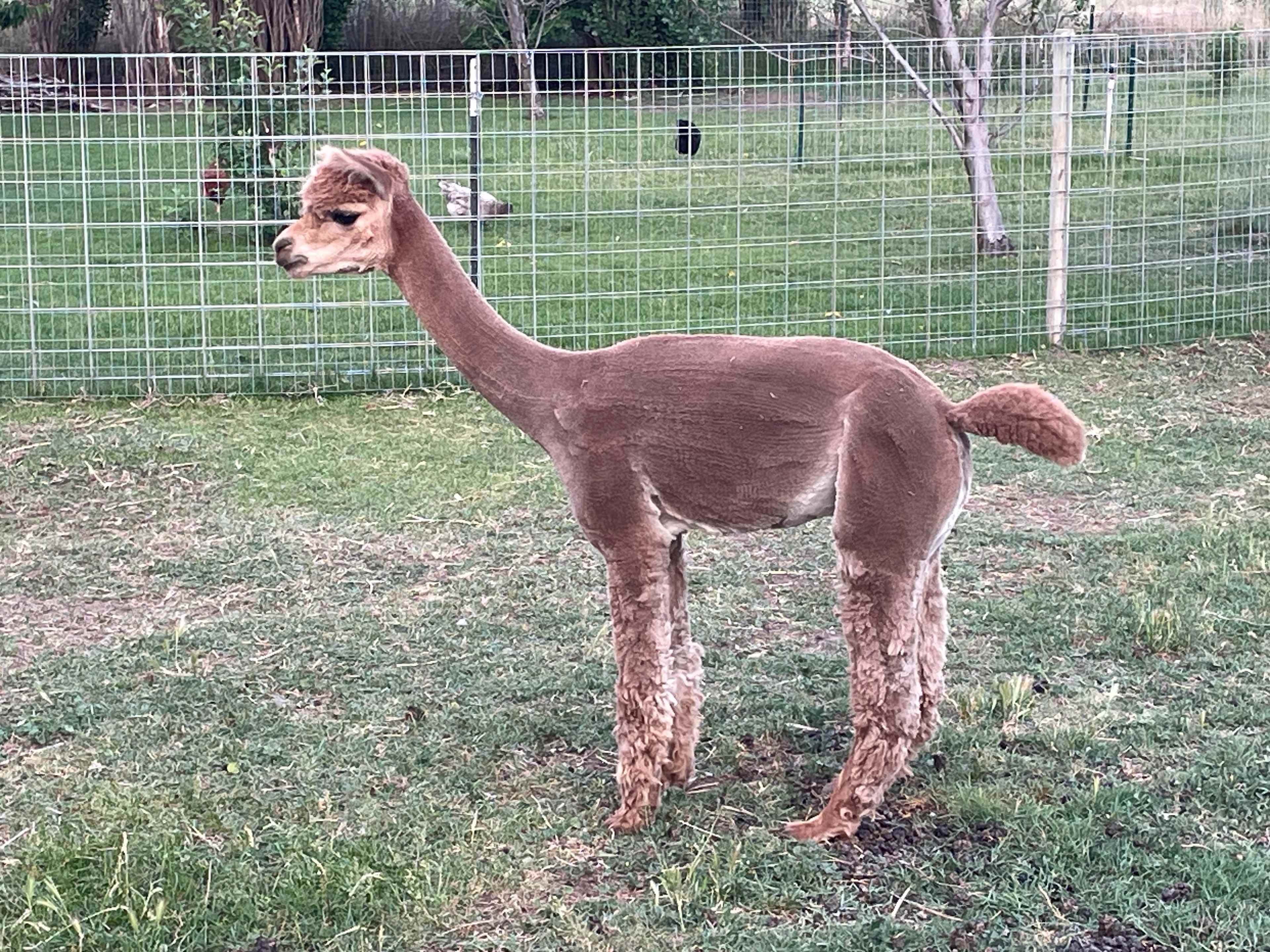 JenEric Alpaca Ranch