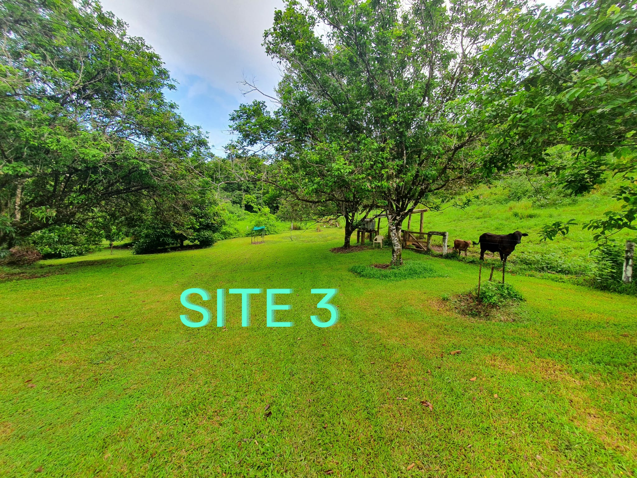 Site 3 Elevated, Sun, Shade