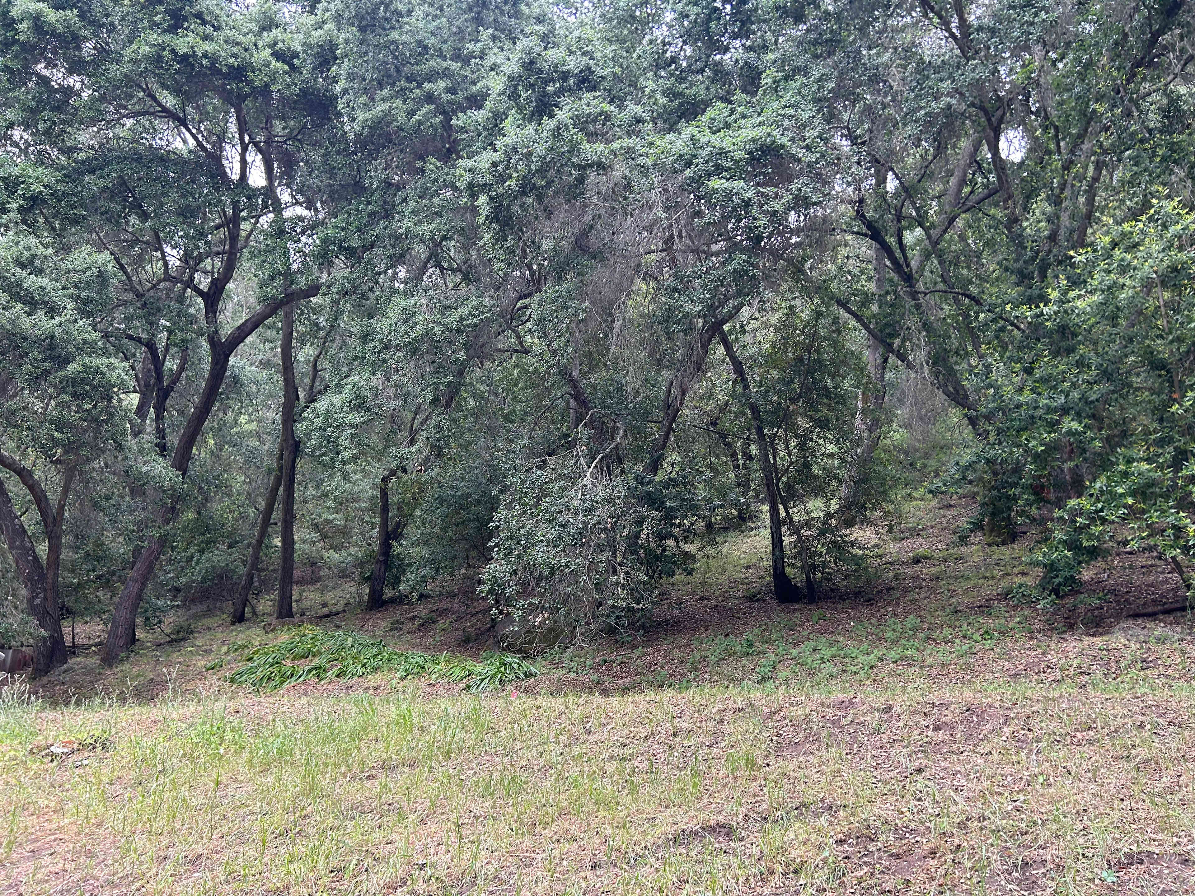 Oak Serenity