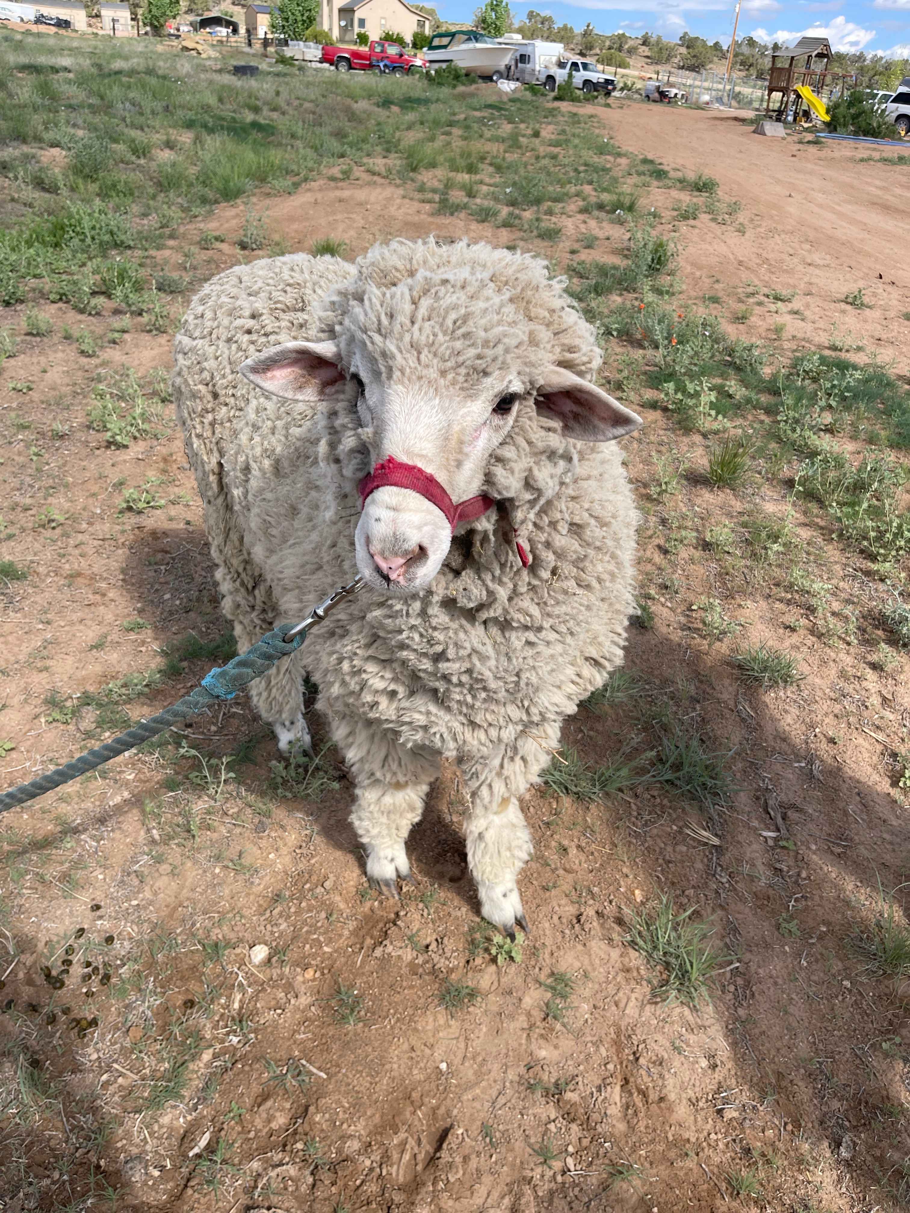 Tumbleweed Ranch