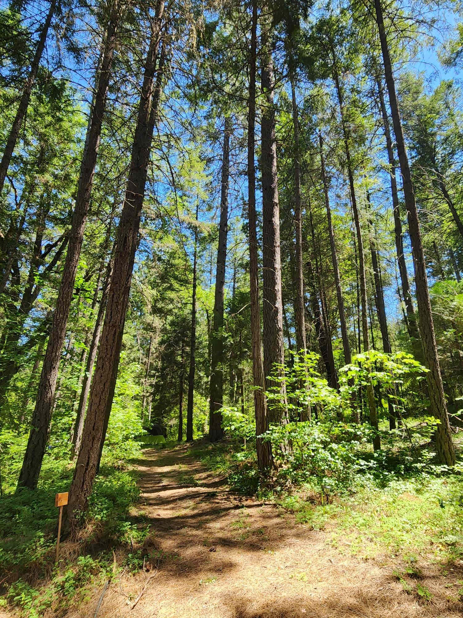 Hidden Forest Get-away