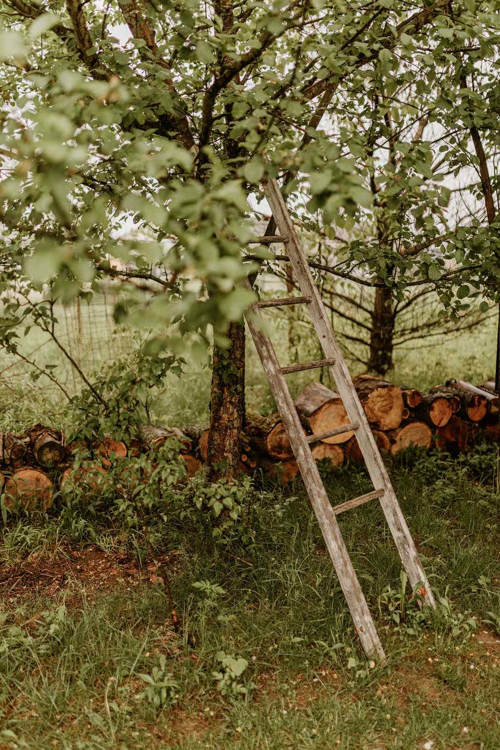 Fallen Tree Campground